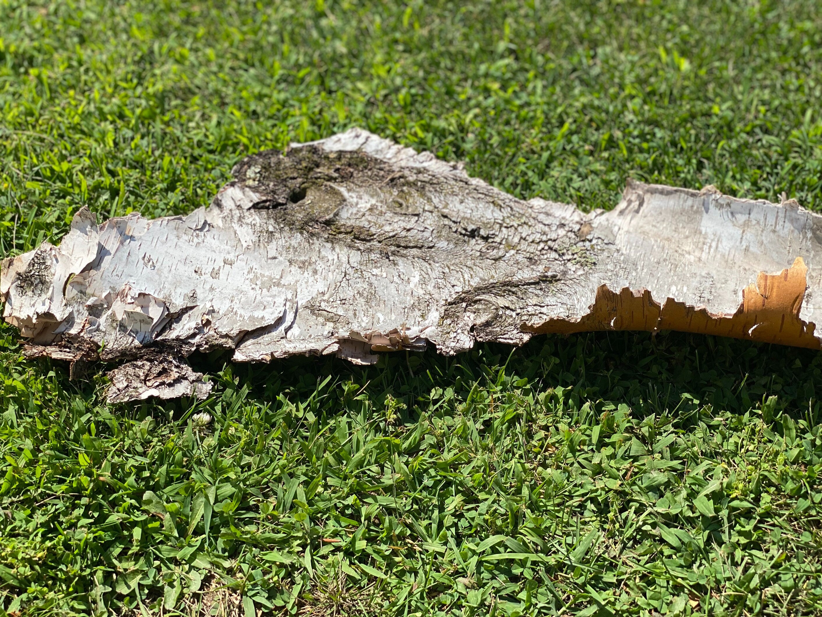 White Birch Bark with Live Natural Moss, Approximately 26 Inches Long by 11 Inches Wide