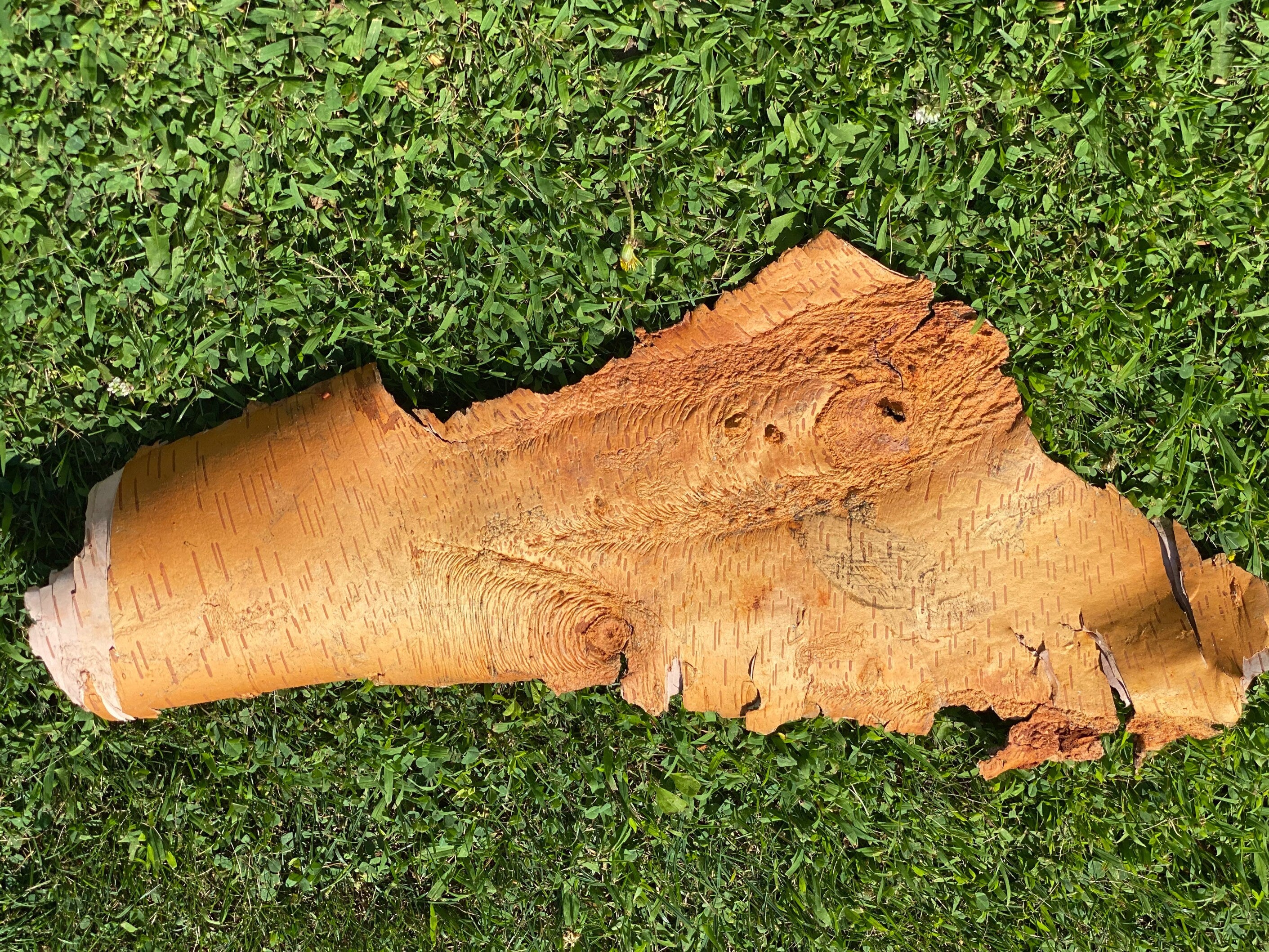 White Birch Bark with Live Natural Moss, Approximately 26 Inches Long by 11 Inches Wide
