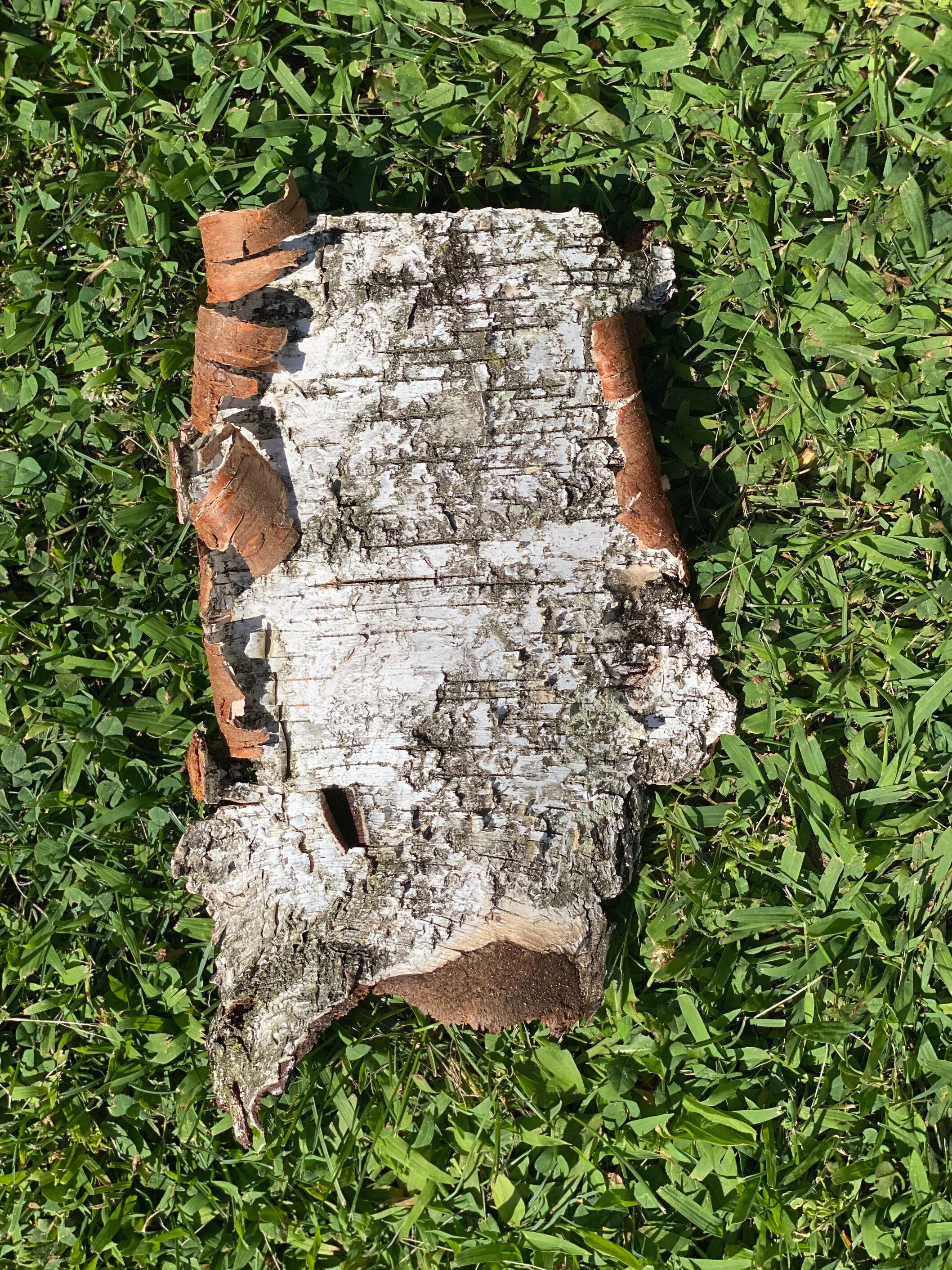 White Birch Bark Sheet, Approximately 10 Inches Long by 6 Inches Wide