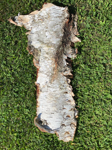 White Birch Bark Sheet, Approximately 22 Inches Long by 11 Inches Wide