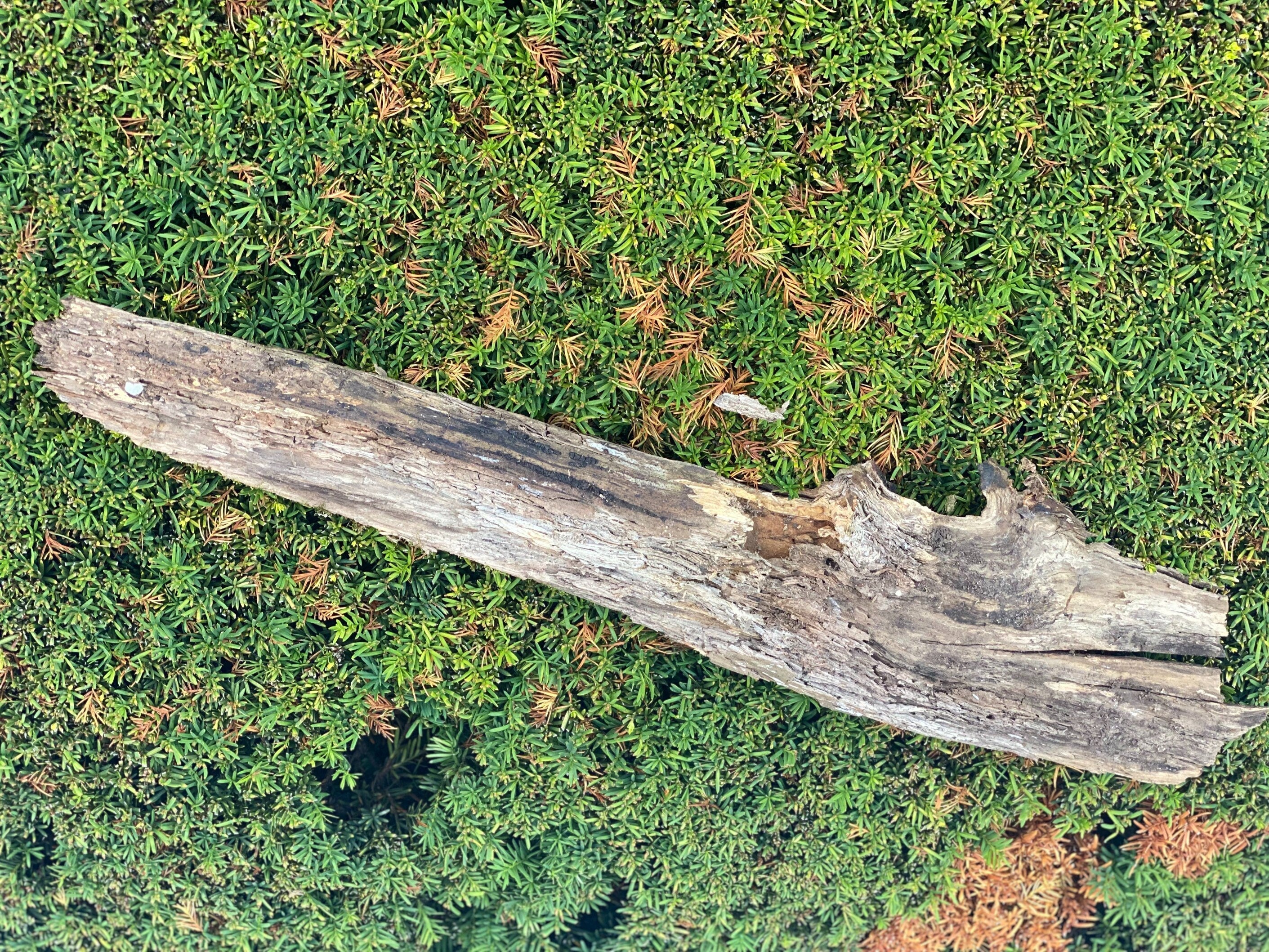 Mossy Log, 31 Inches Long by 7 Inches Wide and 2 Inches High