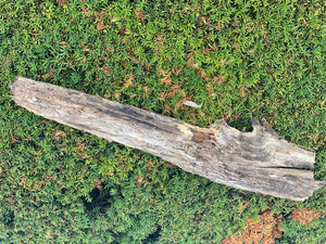 Mossy Log, 31 Inches Long by 7 Inches Wide and 2 Inches High