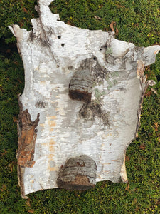 White Birch Bark, Unique Natural Piece with Polypors, Approximately 24 Inches Long by 16 Inches Wide