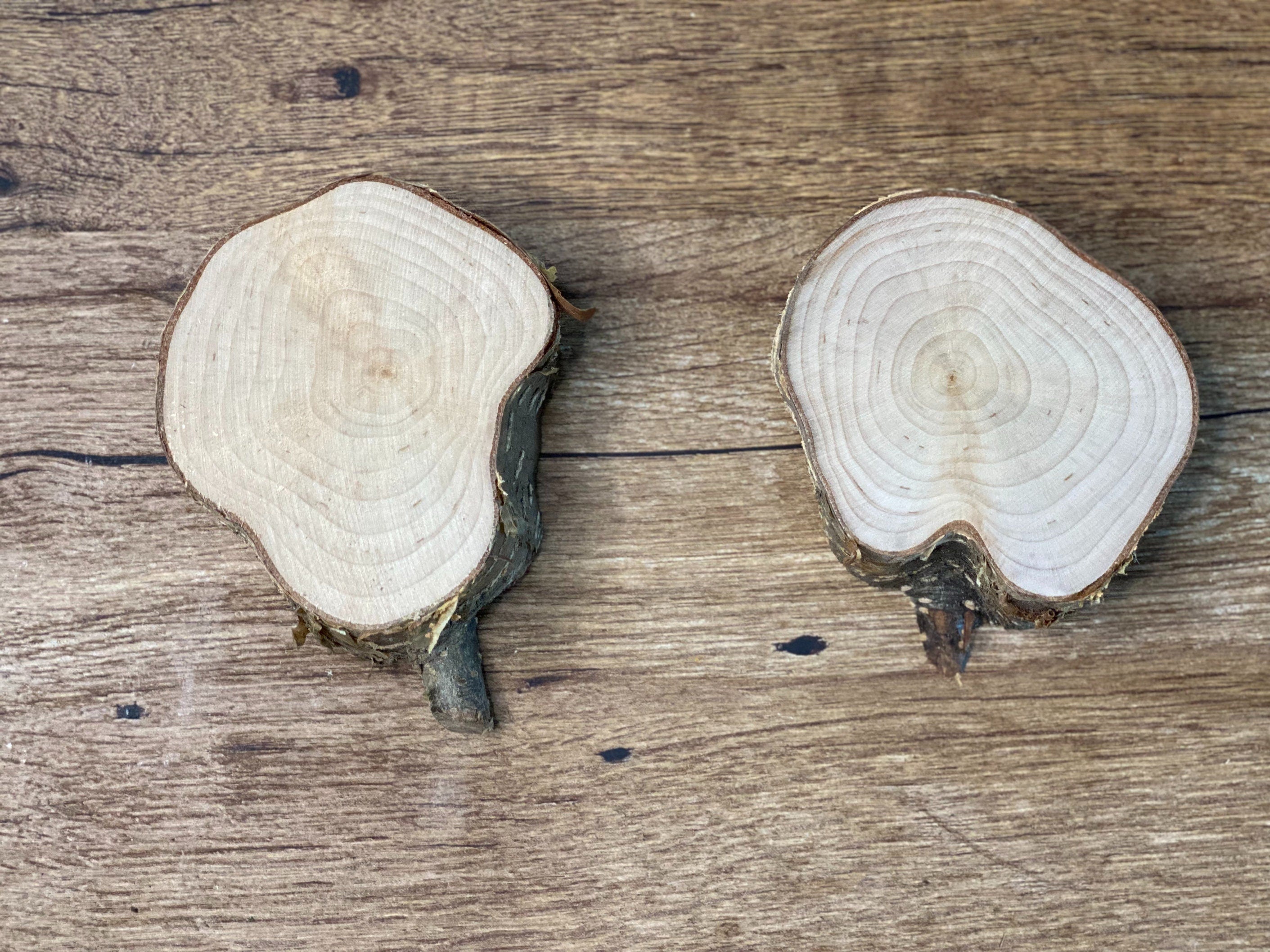 Two Thick Yellow Birch Slices, 2 Golden Brown Discs, Approximately 3-4 Inches Diameter by 1 Inch Thick