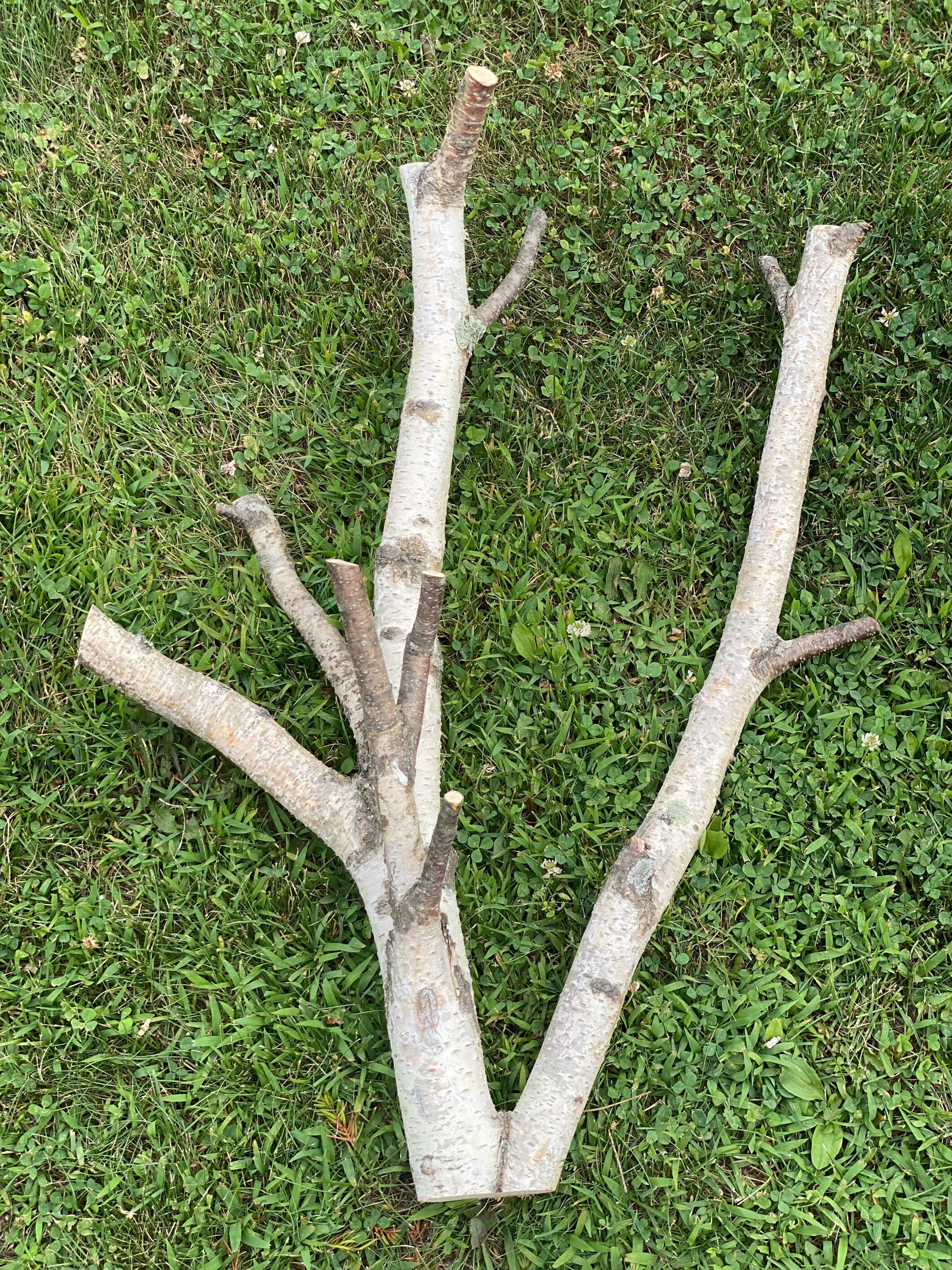 White Birch Log, Parrot Perch, Approximately 27 Inches Long 20 Inches Wide by 8 Inches Thick