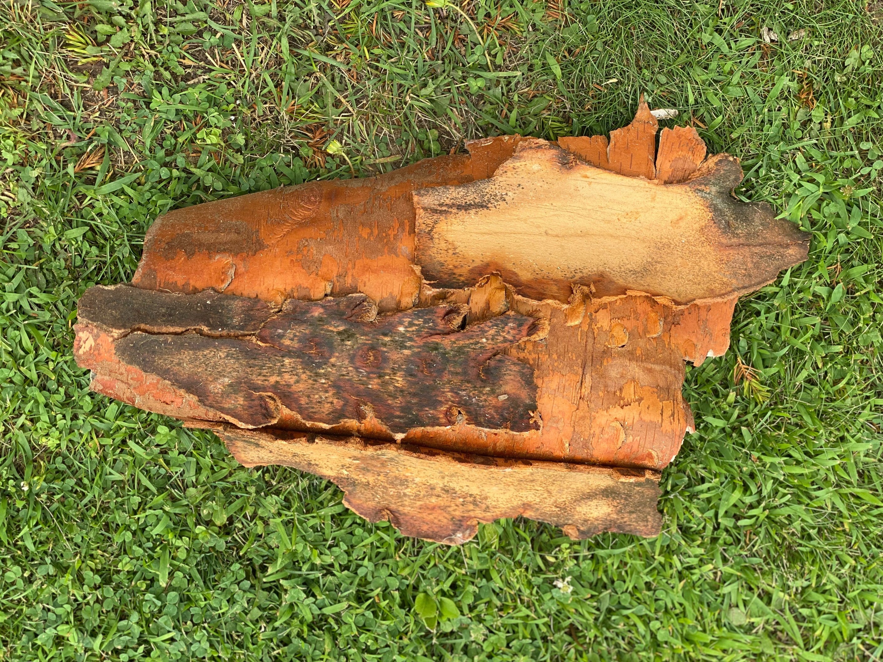 White Birch Bark, Approximately 20 Inches Long by 12 Inches Wide, Firm and Curly