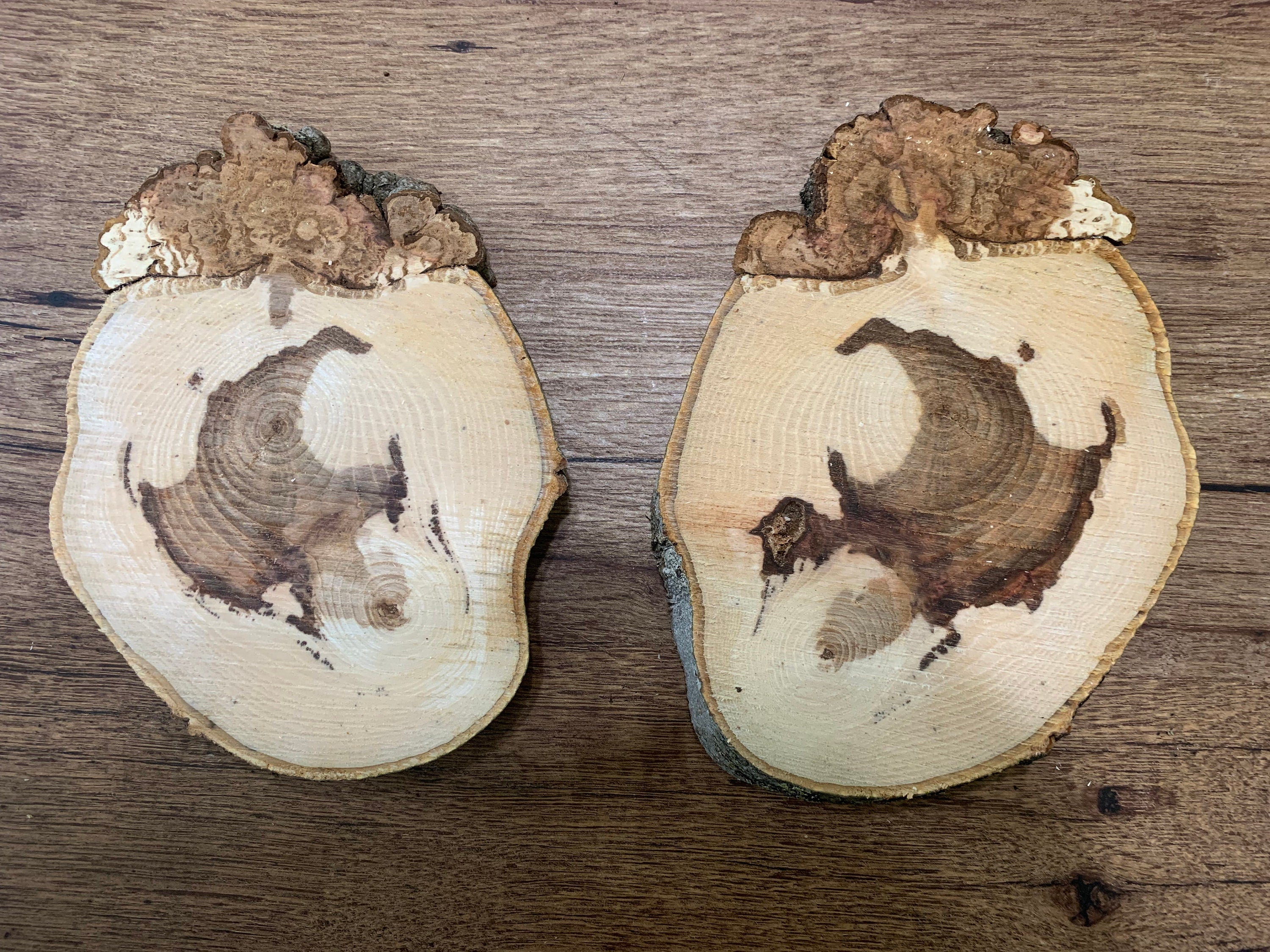 Burl, 2 Thick hickory burl slices, About  7 x 5 x 3/4 inches