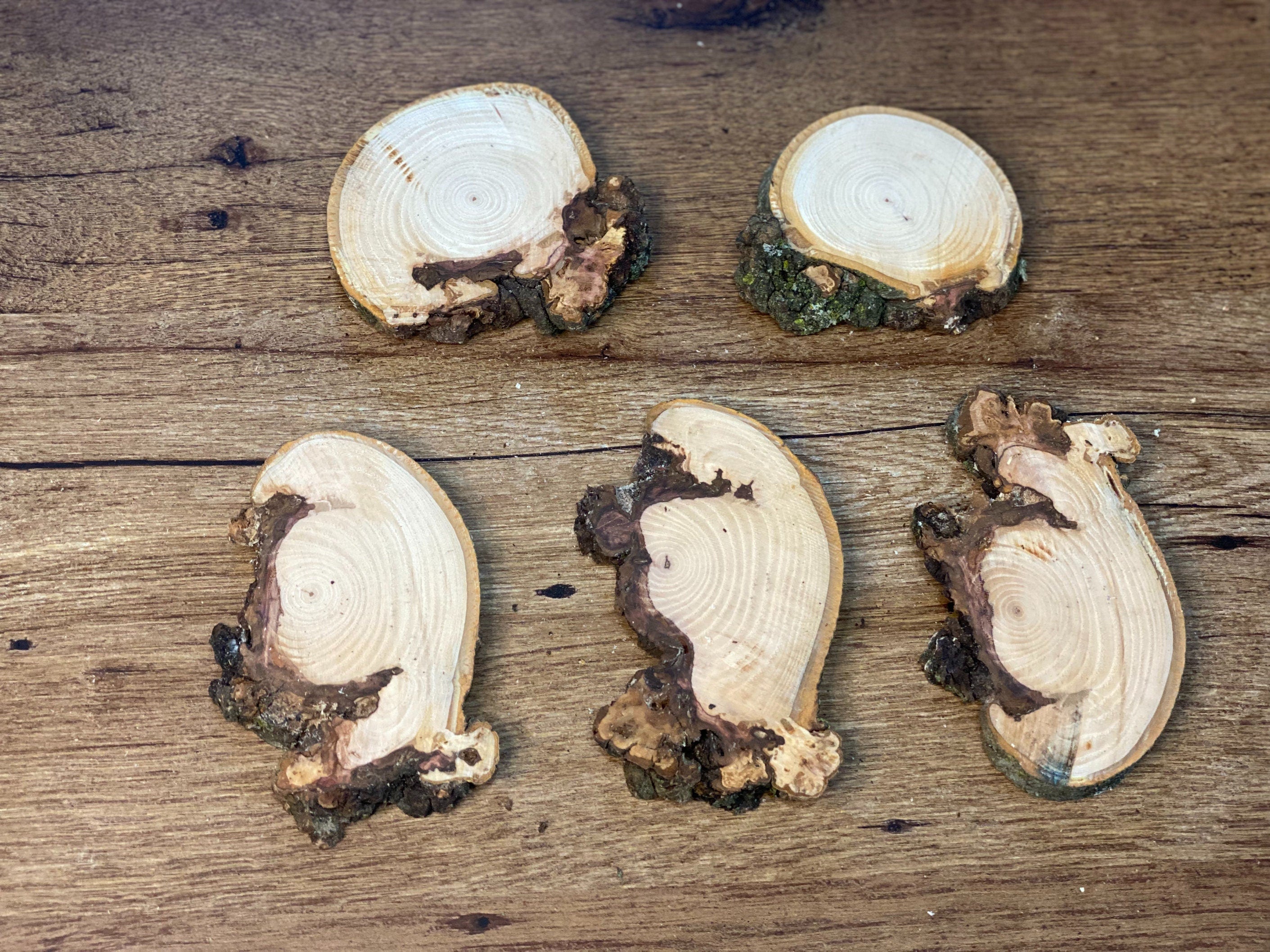 Five Unique Hickory Burl Slices, 3 to 5 Inches Long by 3 to 4 Inches Wide, 1/2 Inch Thick, 5 Count