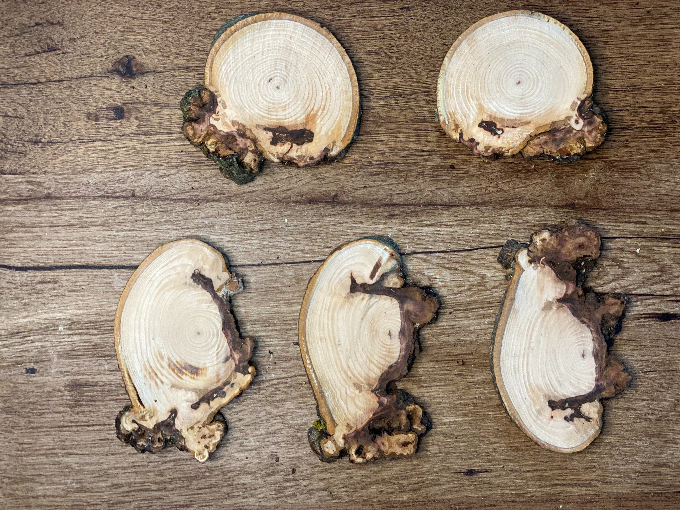 Five Unique Hickory Burl Slices, 3 to 5 Inches Long by 3 to 4 Inches Wide, 1/2 Inch Thick, 5 Count