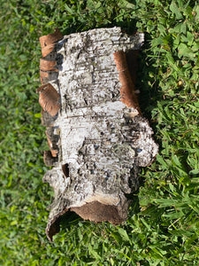 White Birch Bark Sheet, Approximately 10 Inches Long by 6 Inches Wide