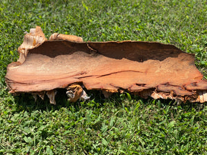 White Birch Bark Sheet, Approximately 22 Inches Long by 11 Inches Wide