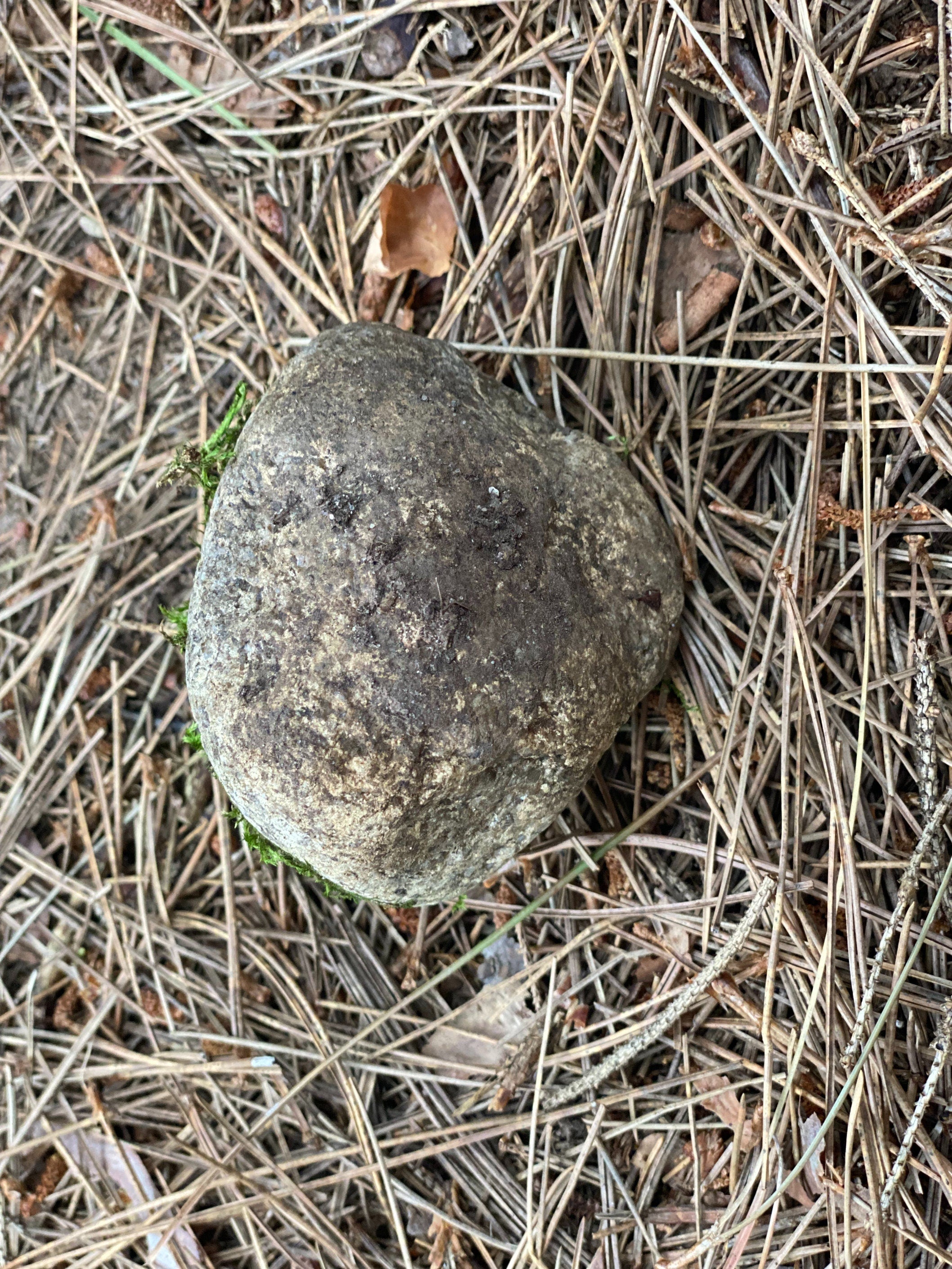 Live Moss Covered Rock, Approximately 3 by 3 Inches