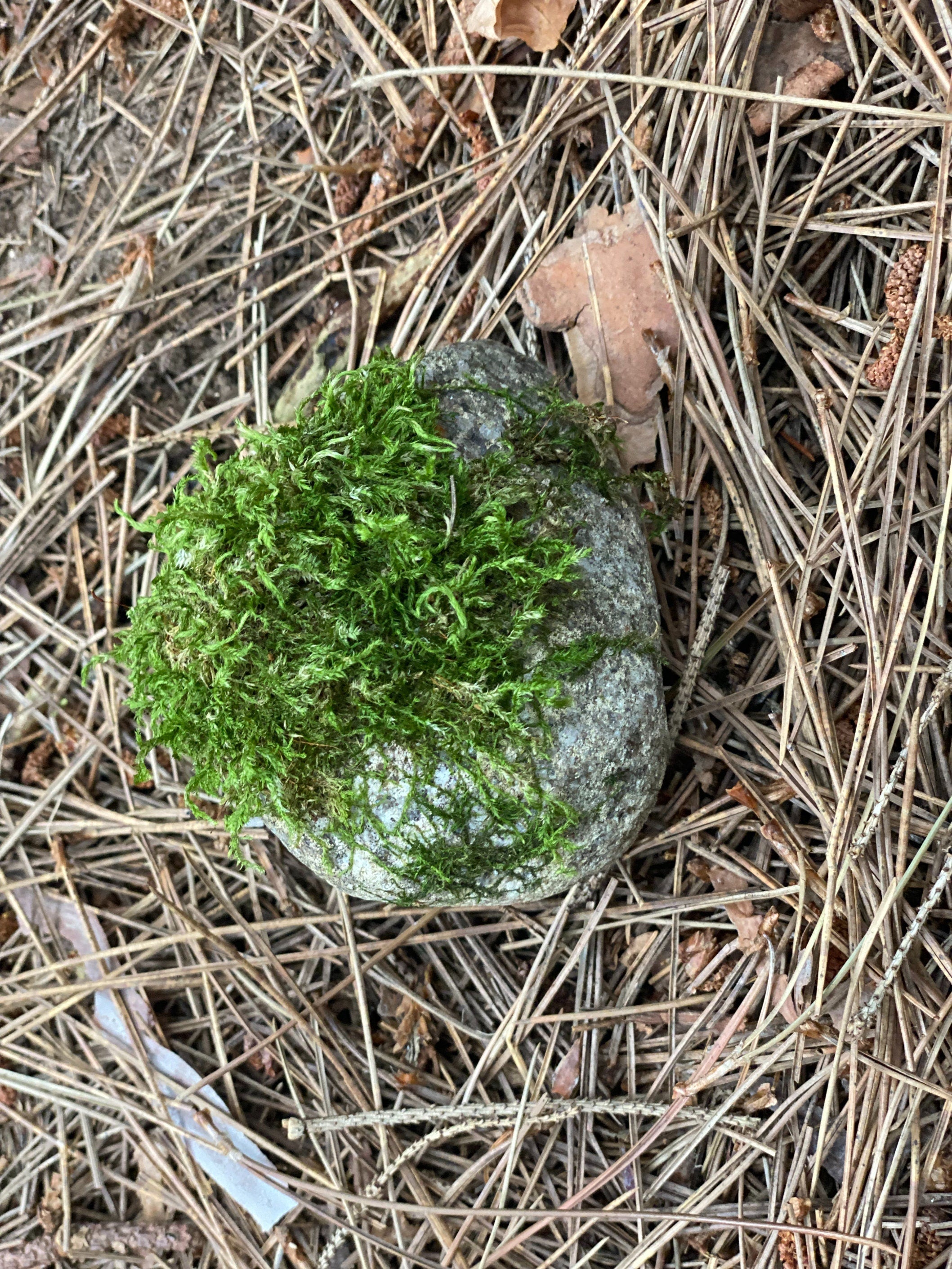 Live Moss Covered Rock, Approximately 3 by 3 Inches