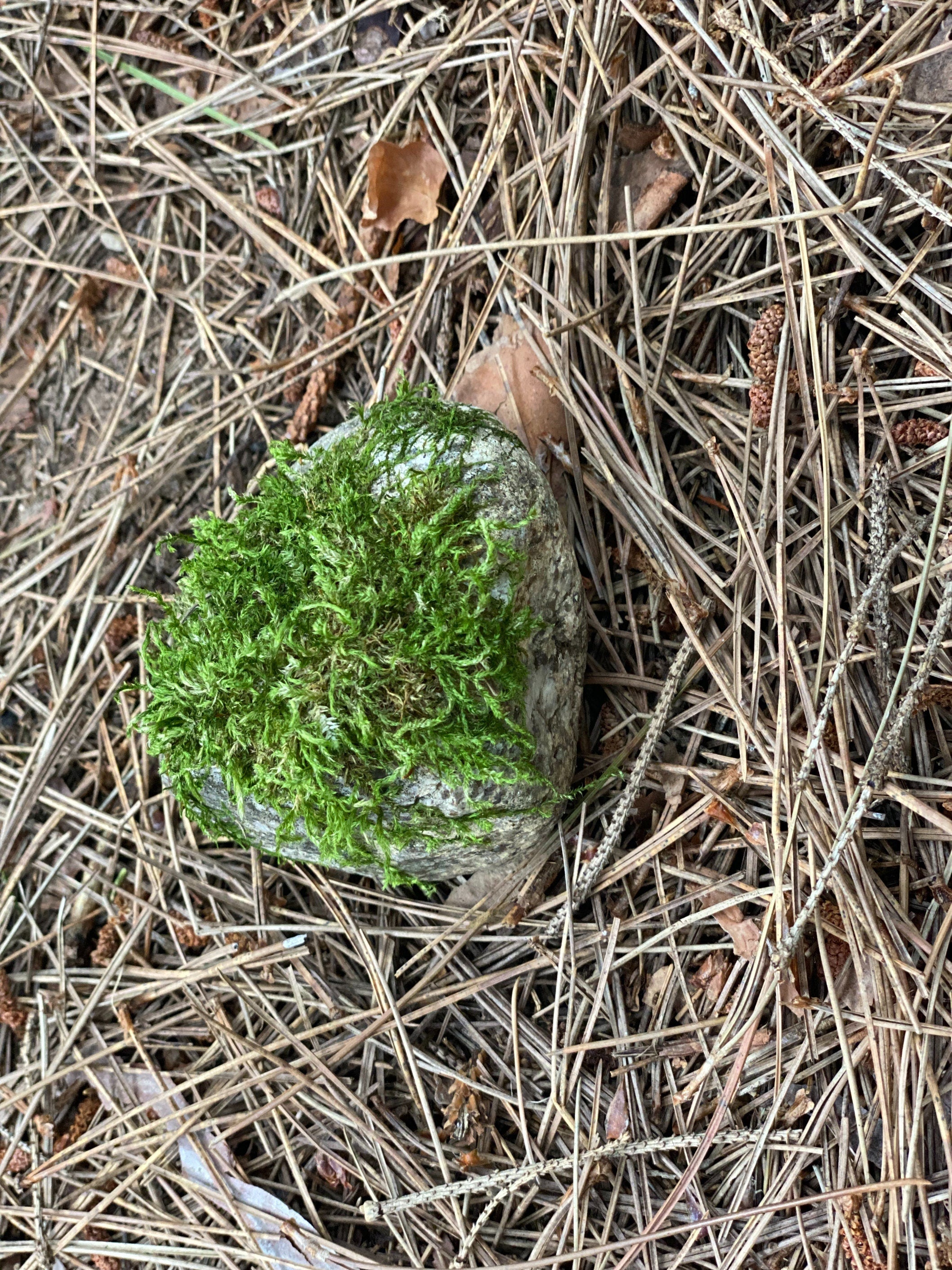 Live Moss Covered Rock, Approximately 3 by 3 Inches