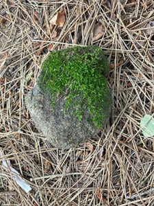 Live Moss Covered Rock, About 4 by 3 by 2 Inches in Size