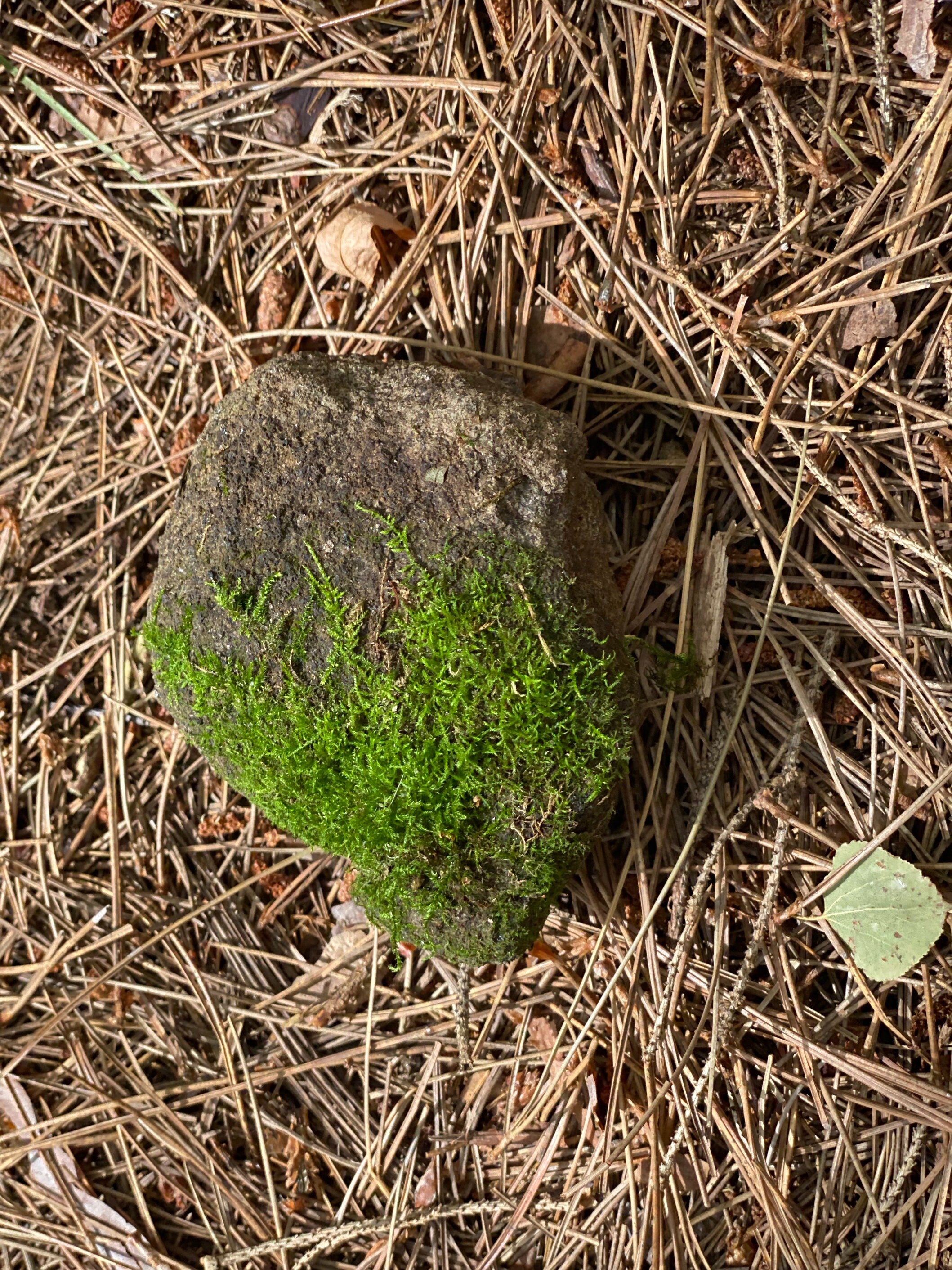 Live Moss Covered Rock, About 4 by 3 by 2 Inches in Size