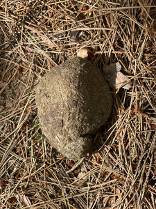 Live Moss Covered Rock, About 4 by 3 by 2 Inches in Size