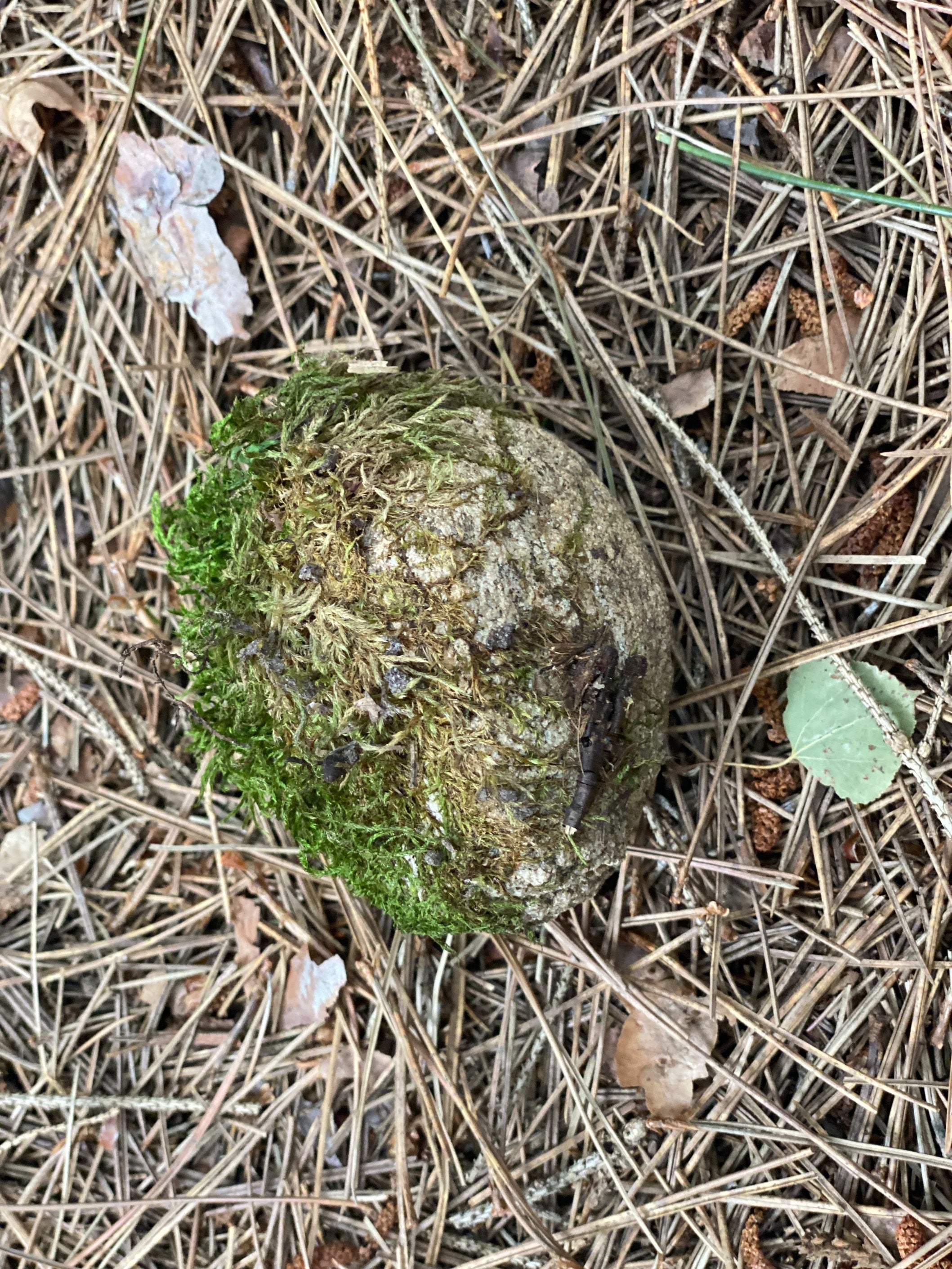 Live Moss Covered Rock, Approximately 3.5 by 3 by 2.5 Inches