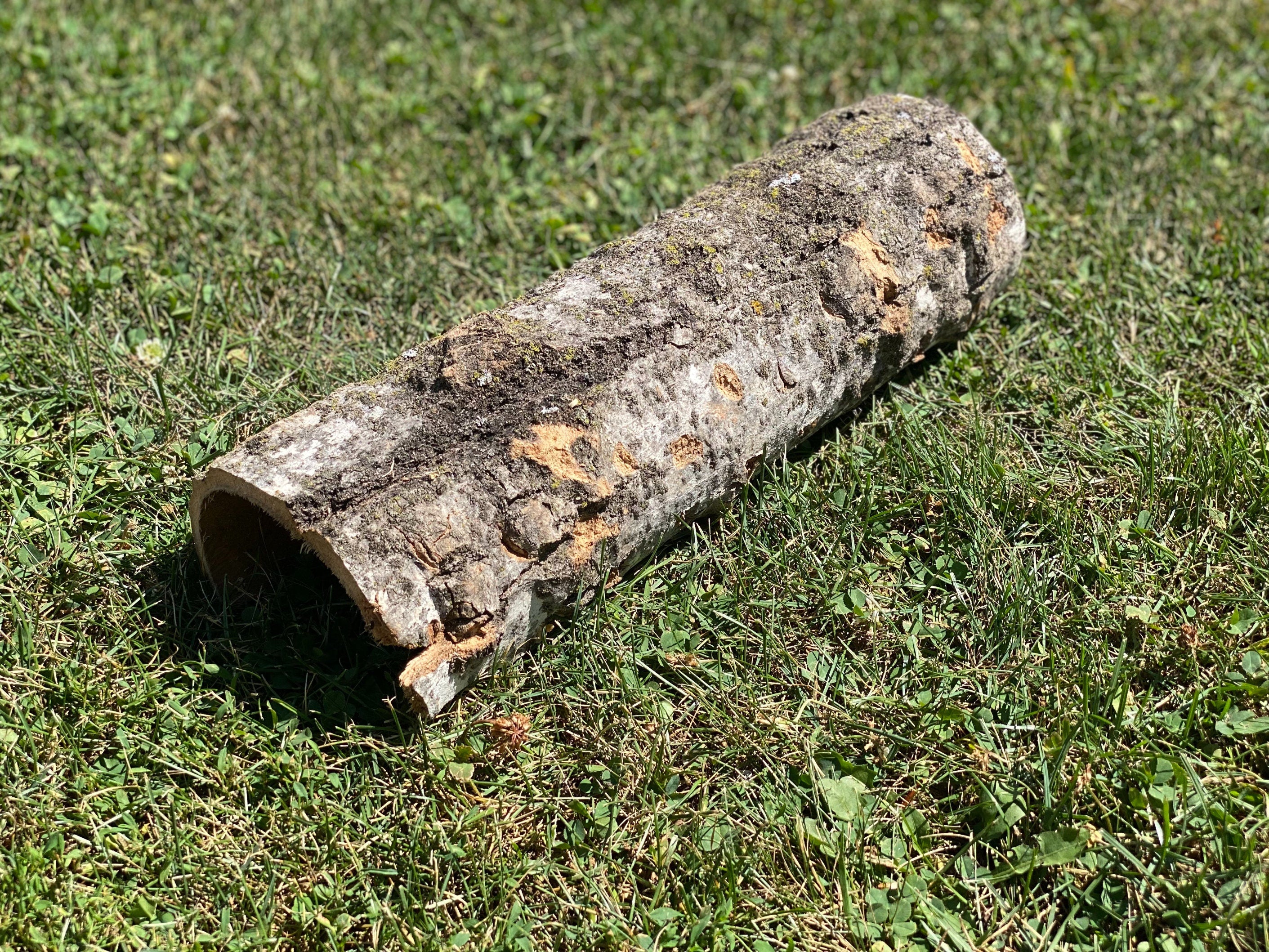 Aspen Turtle Tunnel, Approximately 14 Inches Long by 5 Inches Wide and 3 Inches High