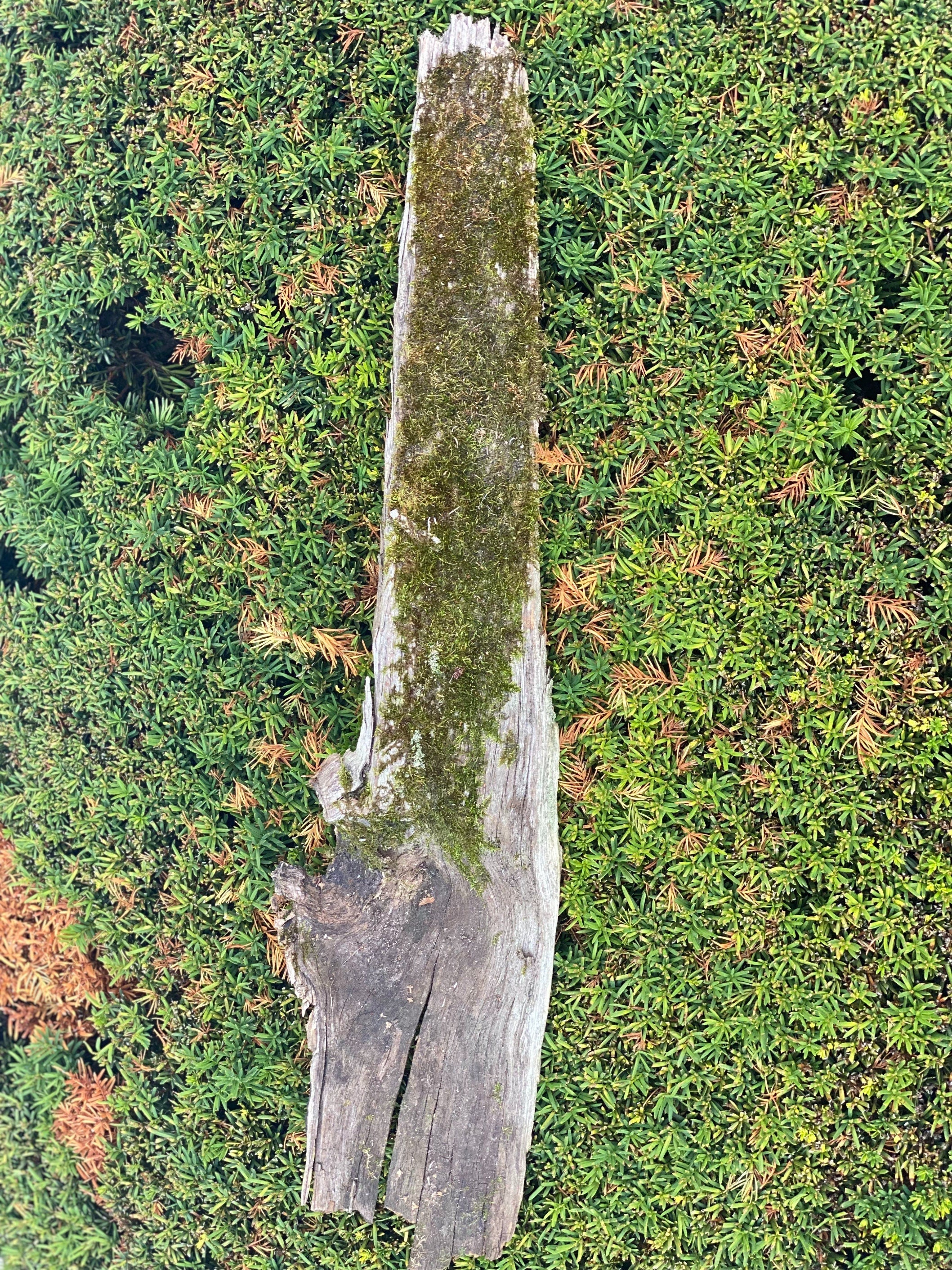 Mossy Log, 31 Inches Long by 7 Inches Wide and 2 Inches High