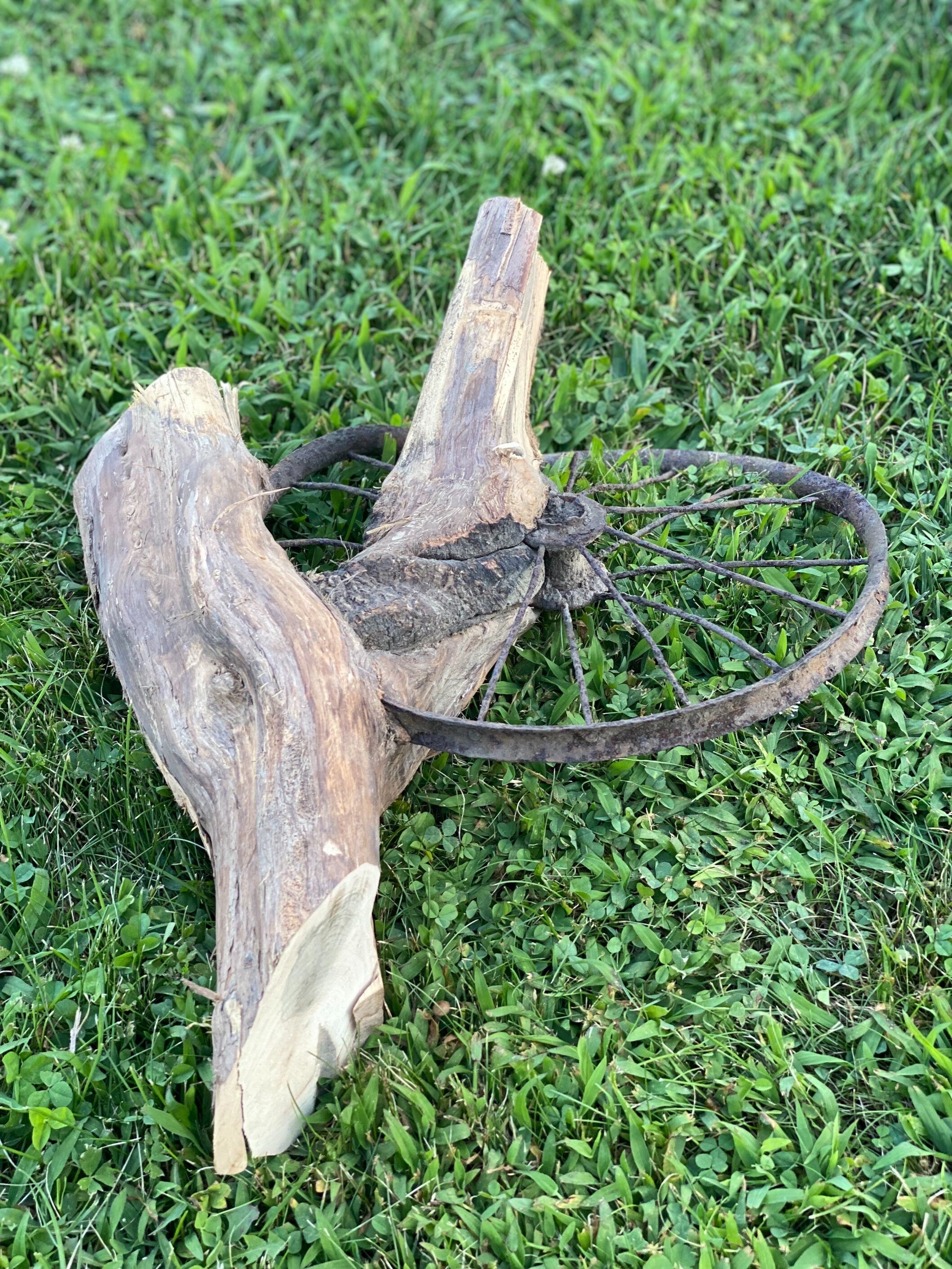 Tree Root with Wheel Grown Into It, ONE OF A KIND, Approximately 19 Inches Long x 15 Inches Wide and 4 Inches Tall