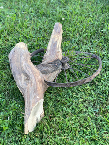 Tree Root with Wheel Grown Into It, ONE OF A KIND, Approximately 19 Inches Long x 15 Inches Wide and 4 Inches Tall