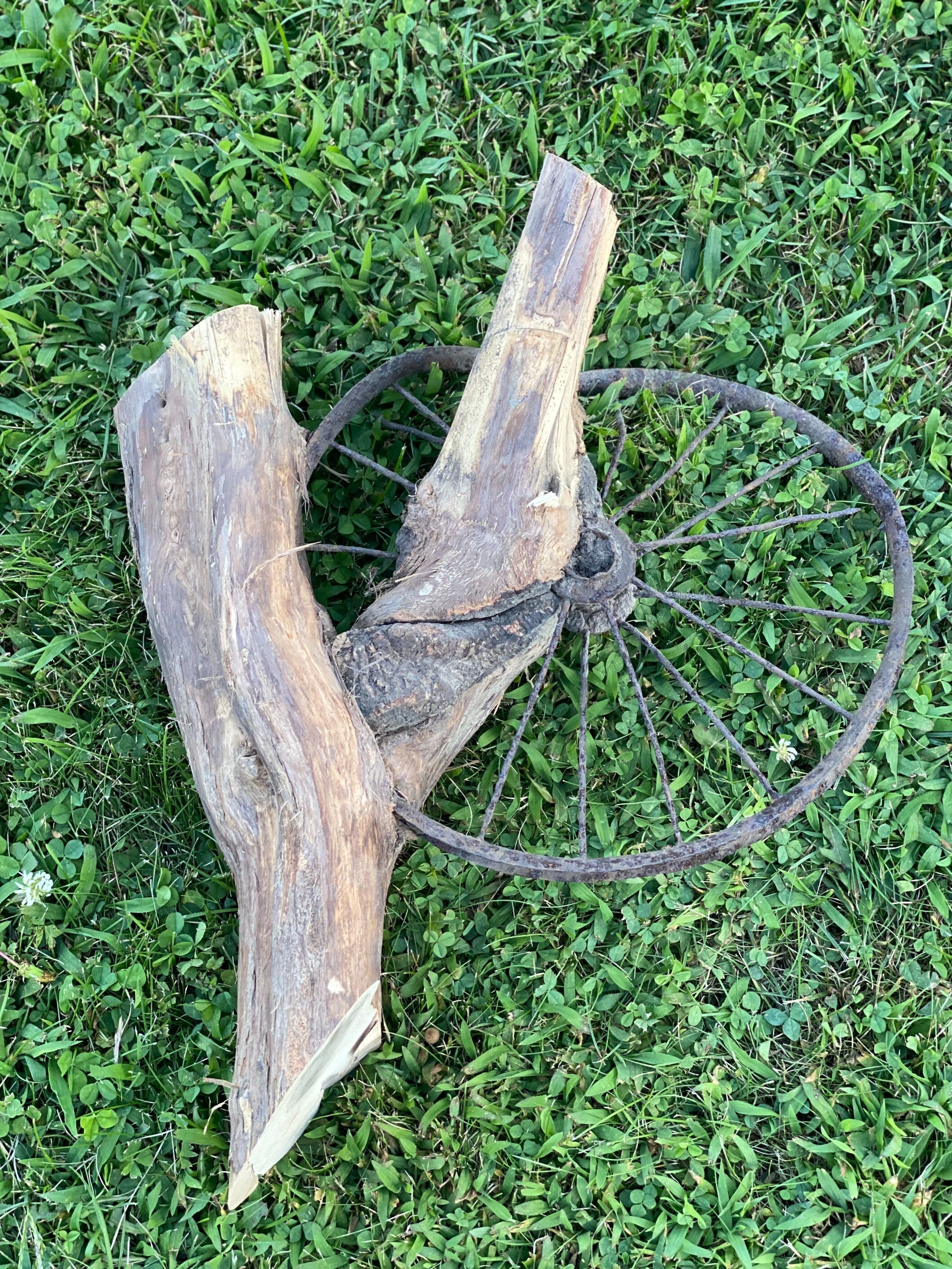 Tree Root with Wheel Grown Into It, ONE OF A KIND, Approximately 19 Inches Long x 15 Inches Wide and 4 Inches Tall