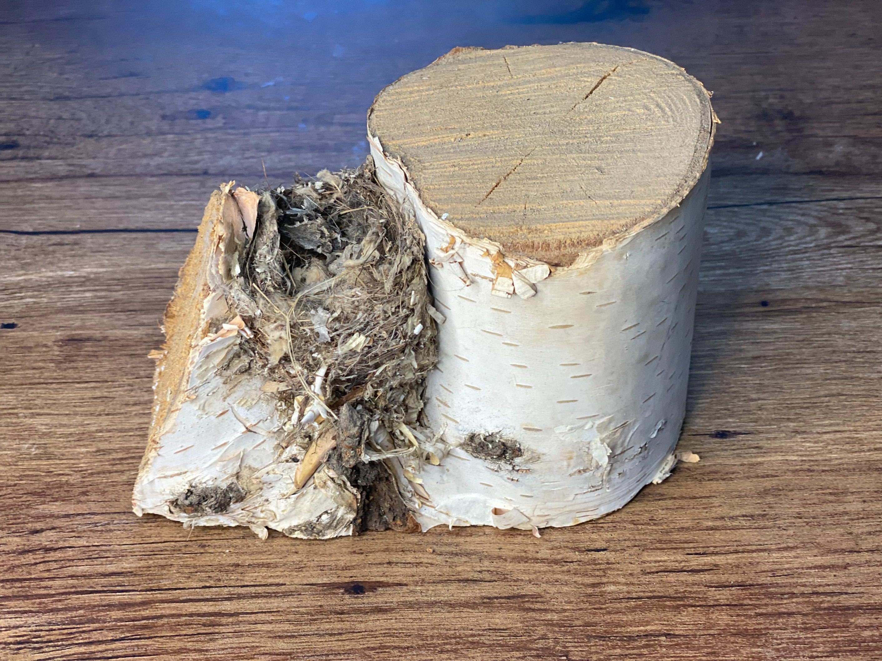 White Birch V-Shaped Log with Birds Nest, Approximately 6.5 Inches Long by 4 Inches Wide, 4 Inches Thick