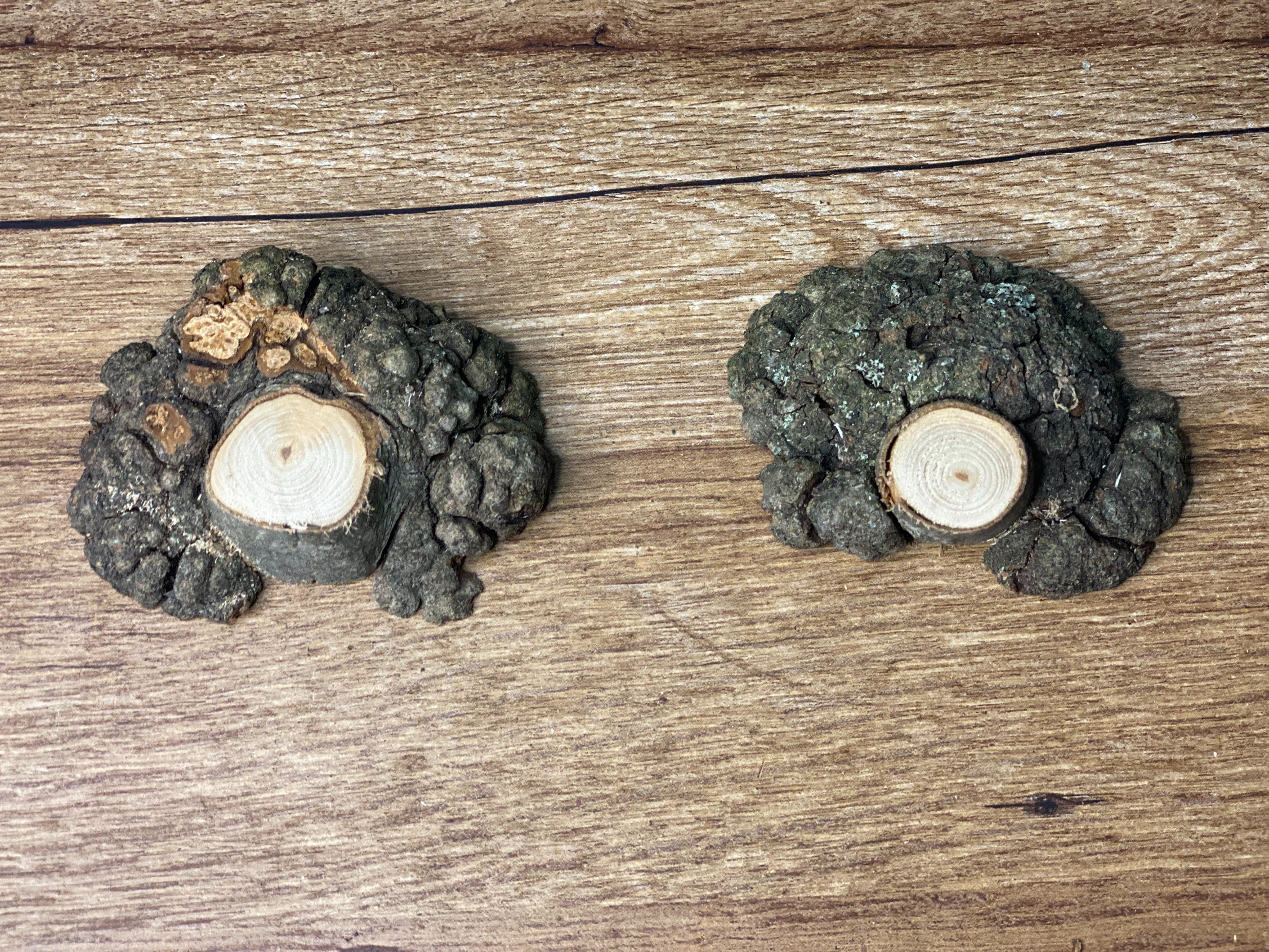 Two Unique Hickory Burl Slices, 2 Count, Approximately 3 Inches Long by 2.5 Inches Wide and 1 Inch Thick