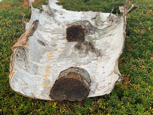 White Birch Bark, Unique Natural Piece with Polypors, Approximately 24 Inches Long by 16 Inches Wide