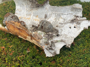 White Birch Bark, Unique Natural Piece with Polypors, Approximately 24 Inches Long by 16 Inches Wide