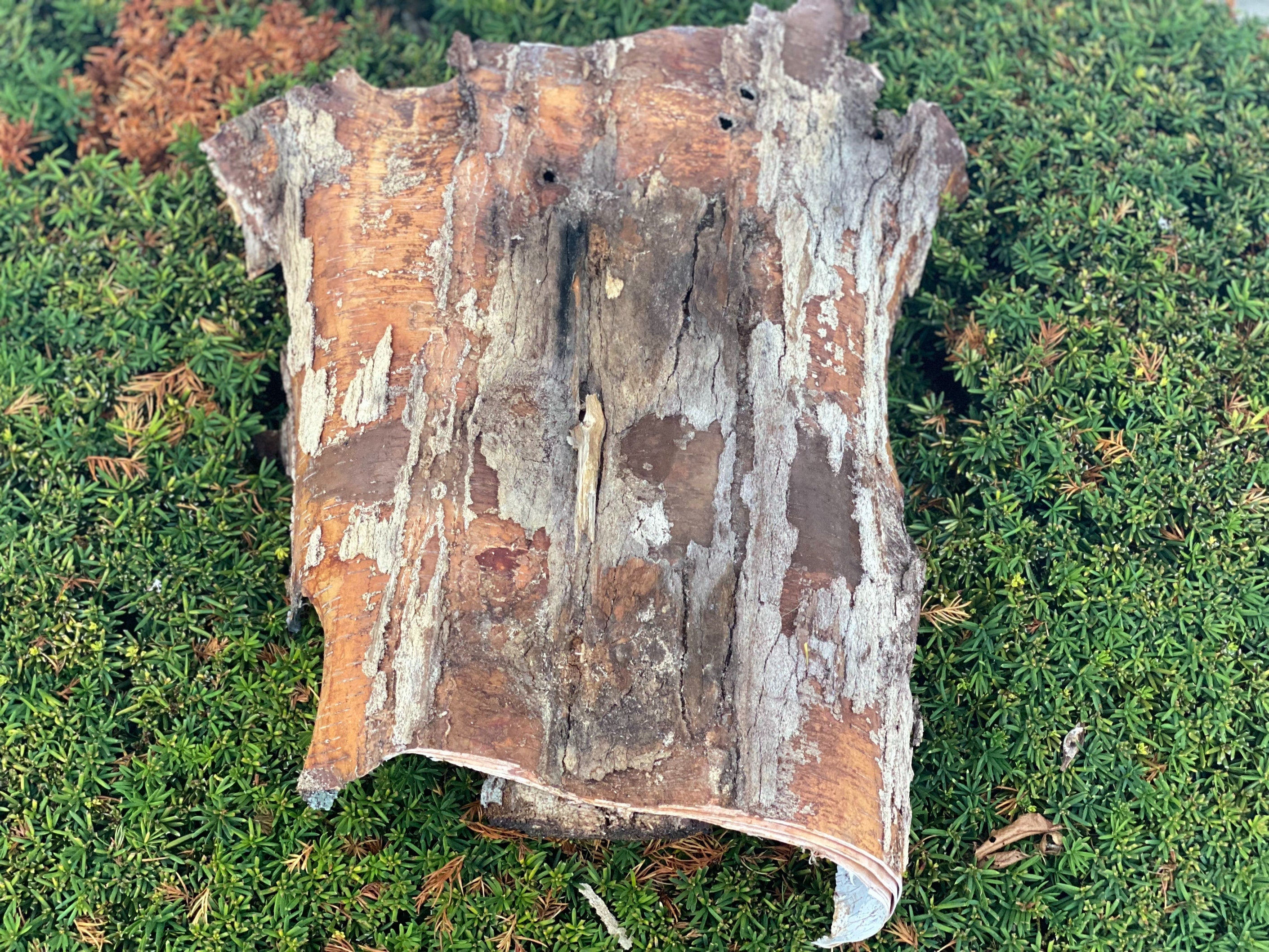 White Birch Bark, Unique Natural Piece with Polypors, Approximately 24 Inches Long by 16 Inches Wide