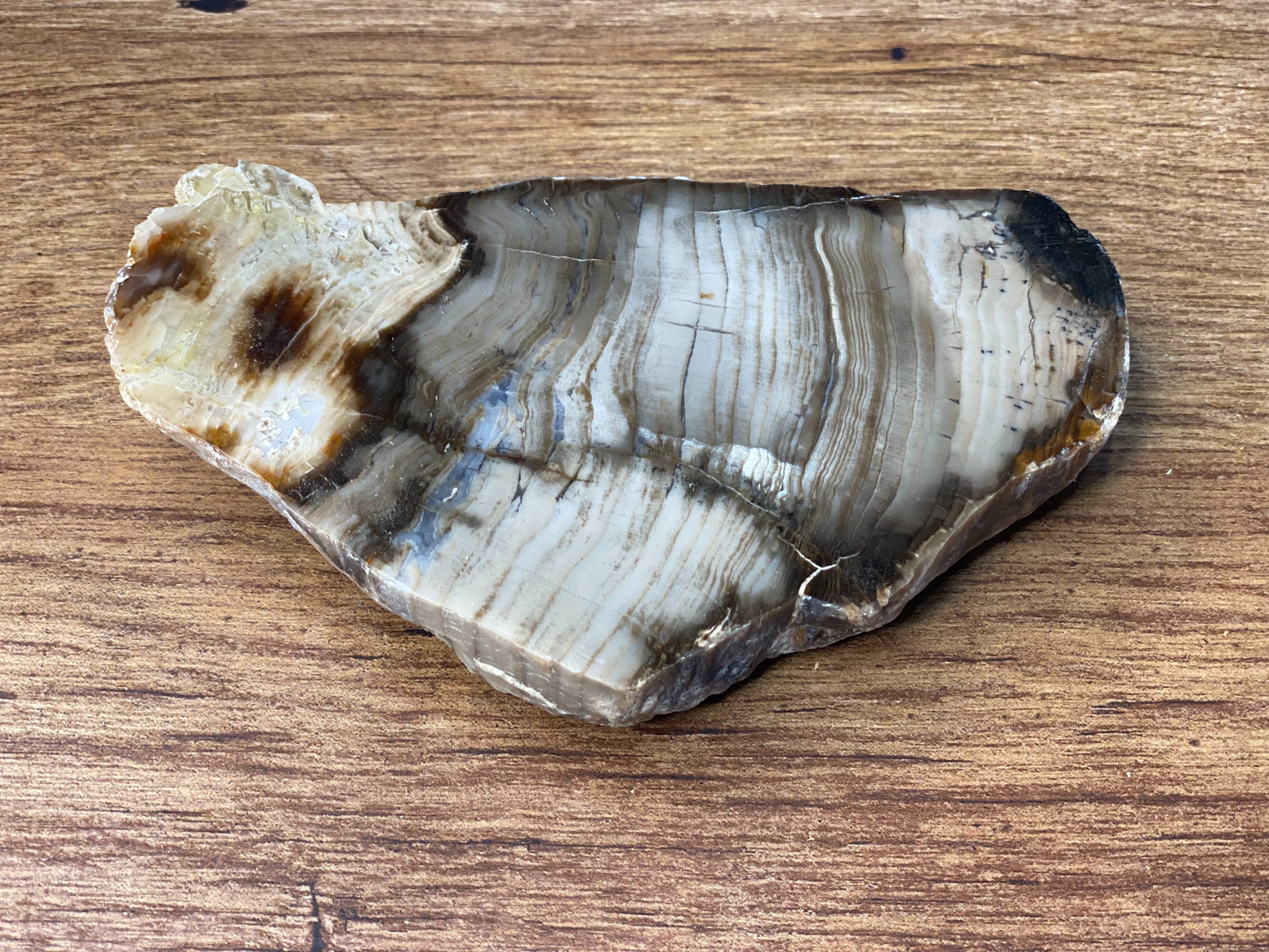 Petrified Wood, Polished and Glossed, Polished Petrified Wood Slab From Wyoming, About 5.5 x 3 x 1.5 Inches