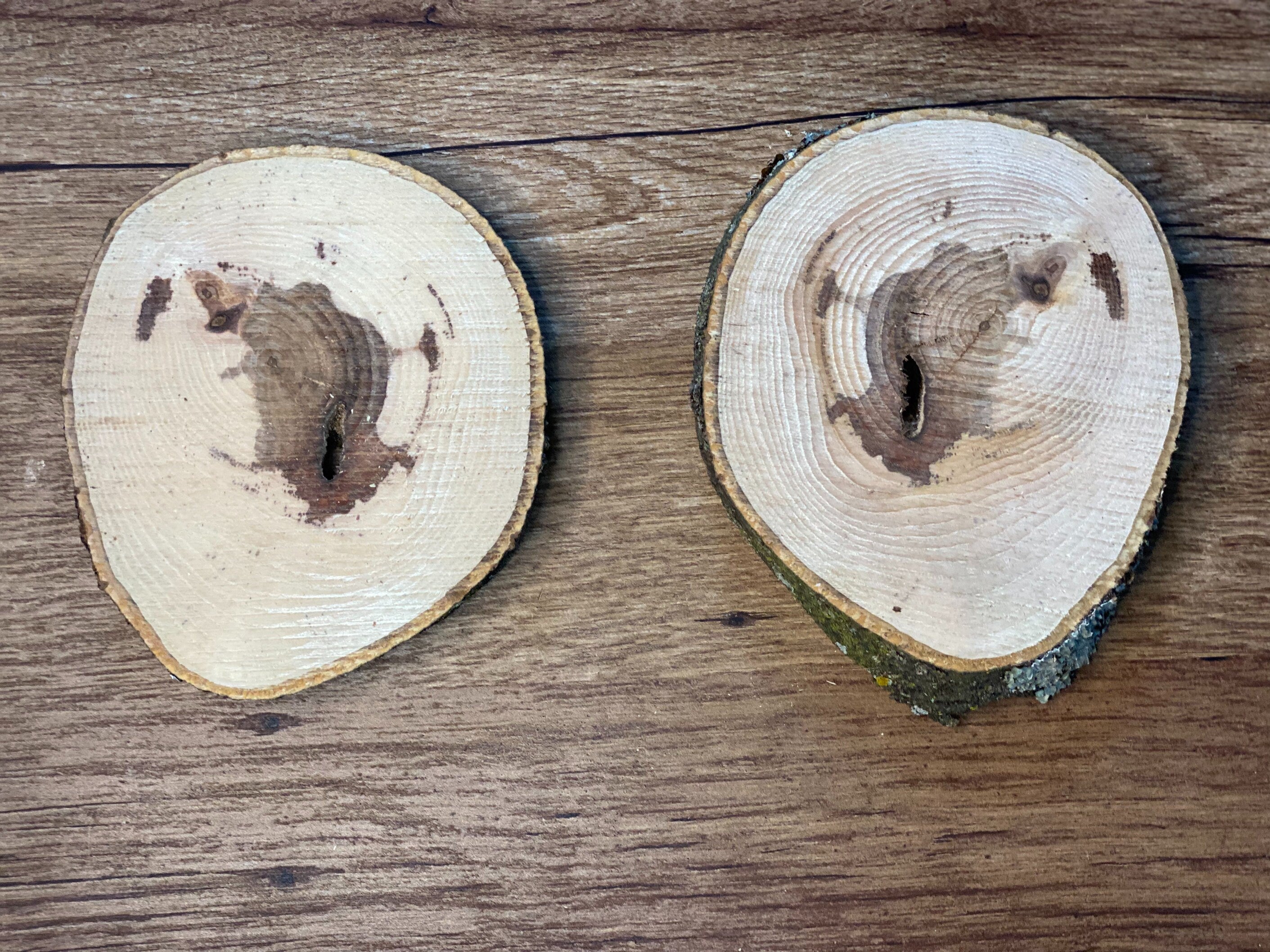 Two Hickory Burl Slices, 2 Count, Approximately 5-6 Inches Long by 4.5 Inches Wide