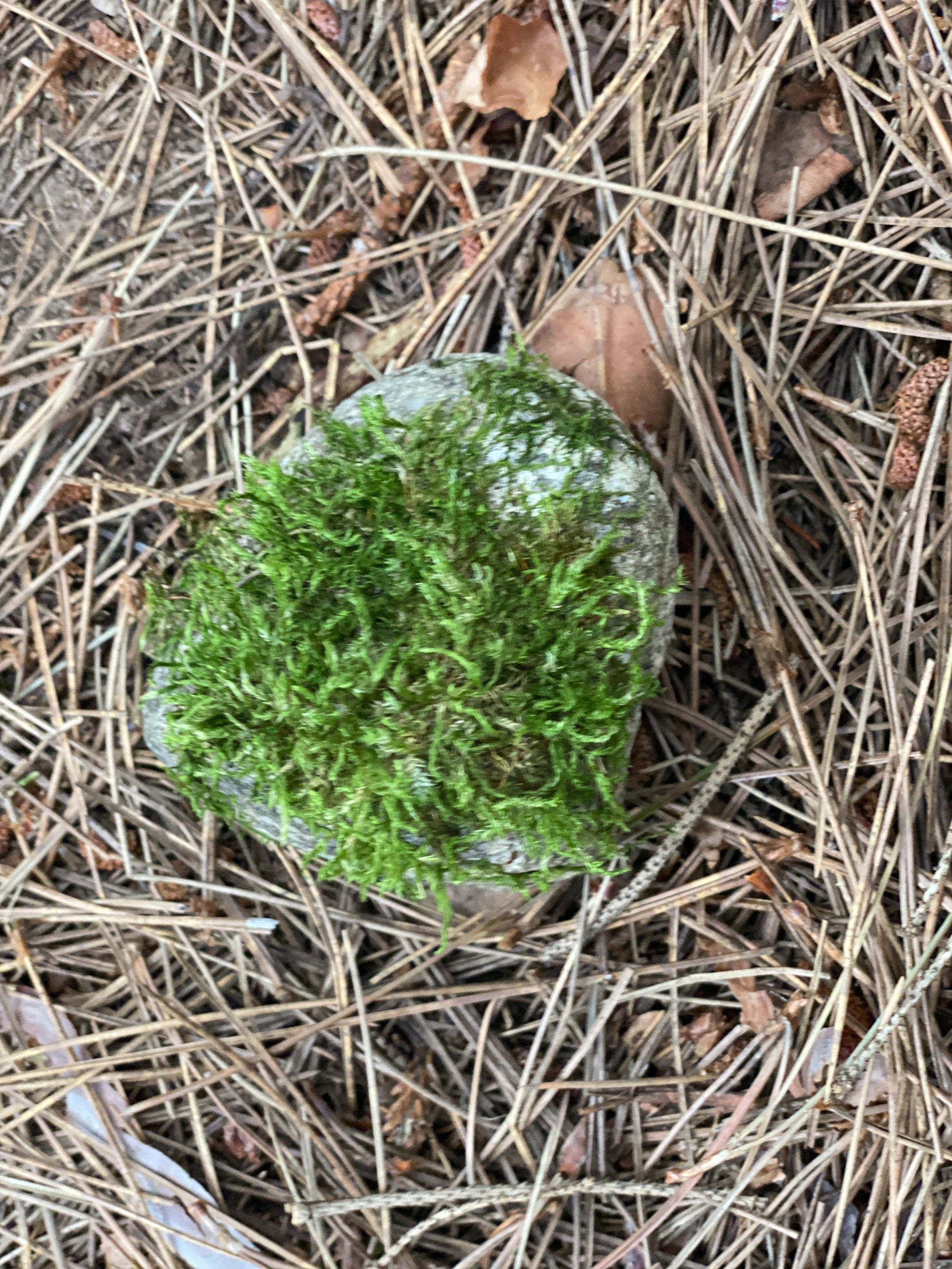 Live Moss Covered Rock, Approximately 3 by 3 Inches