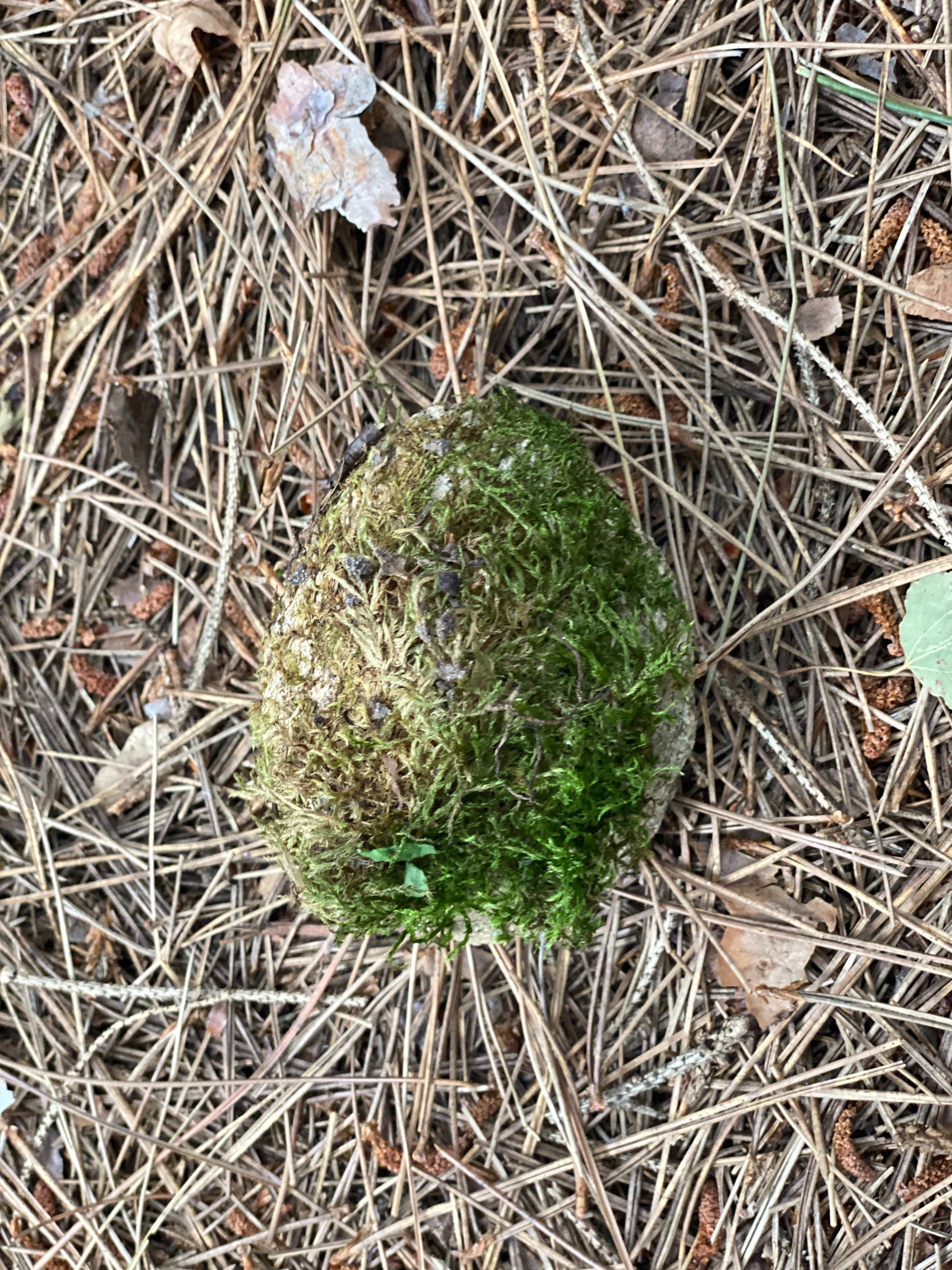 Live Moss Covered Rock, Approximately 3.5 by 3 by 2.5 Inches