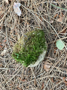 Live Moss Covered Rock, Approximately 3.5 by 3 by 2.5 Inches