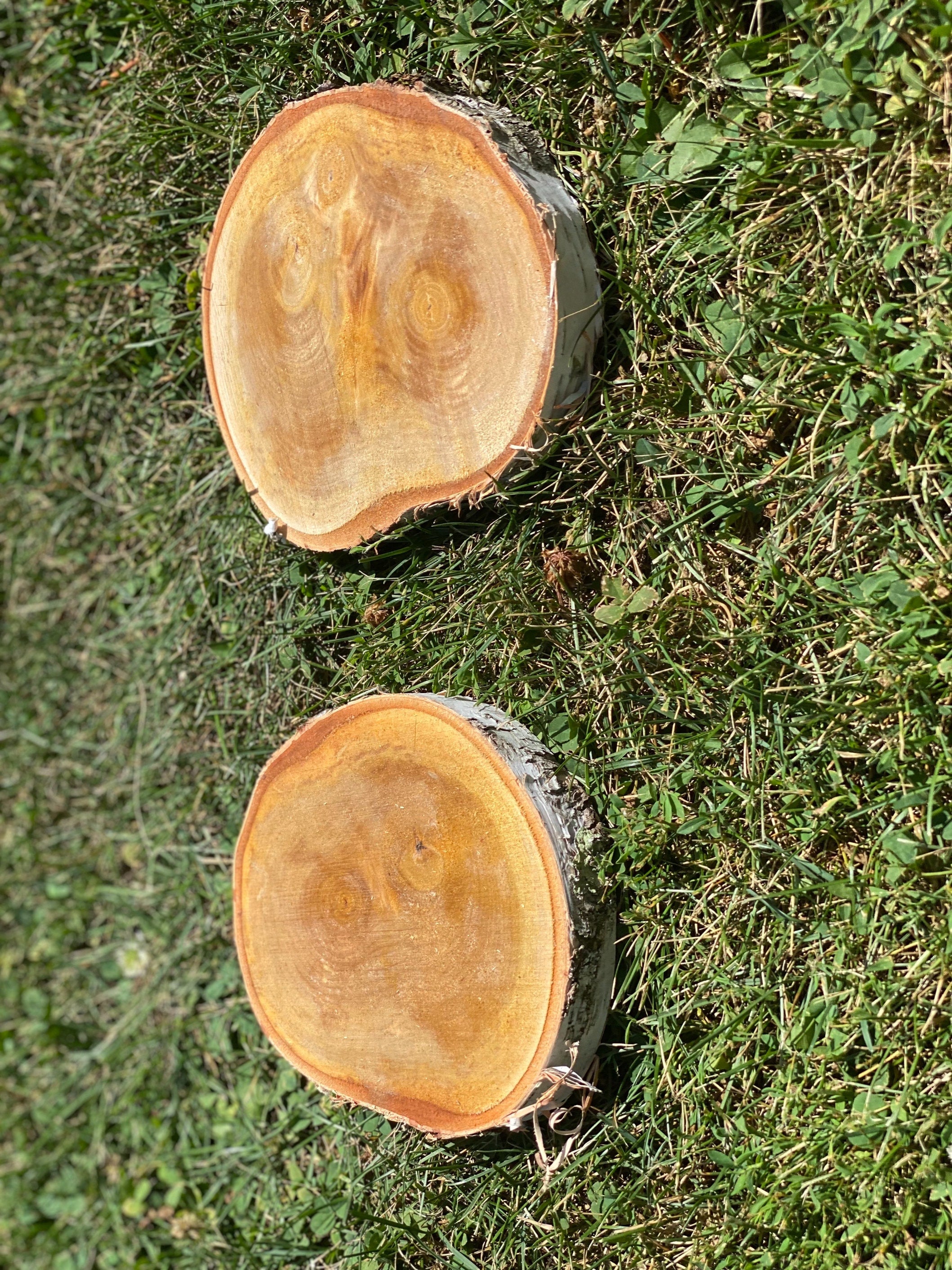 Two White Birch Discs, Approximately 6 Inches Long by 4-5 Inches Wide and 1 Inch Thick