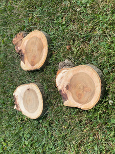 Three Hickory Slices, 3 Count, Approximately 6 Inches Long by 5 Inches Wide and 1 Inch Thick