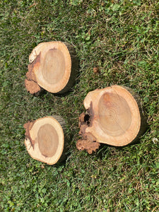 Three Hickory Slices, 3 Count, Approximately 6 Inches Long by 5 Inches Wide and 1 Inch Thick