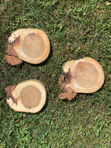 Three Hickory Slices, 3 Count, Approximately 6 Inches Long by 5 Inches Wide and 1 Inch Thick