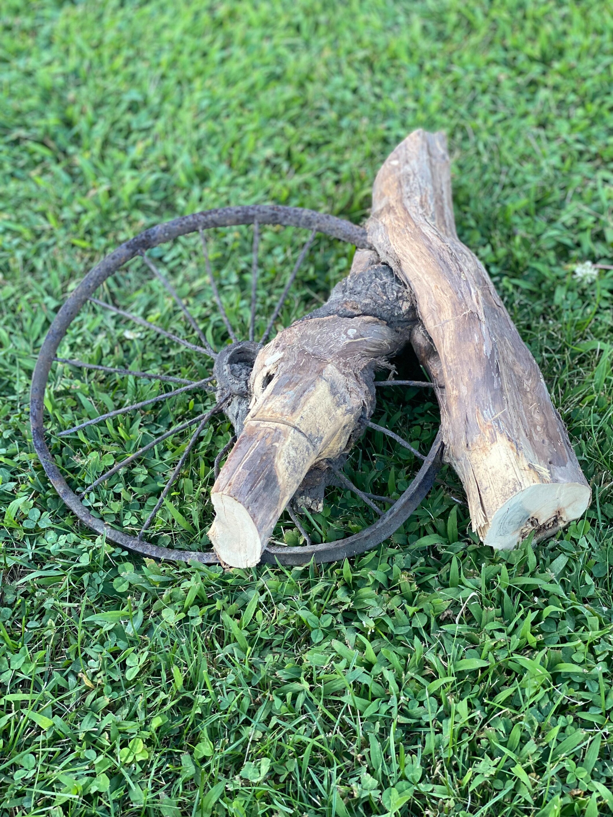 Tree Root with Wheel Grown Into It, ONE OF A KIND, Approximately 19 Inches Long x 15 Inches Wide and 4 Inches Tall