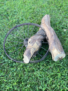 Tree Root with Wheel Grown Into It, ONE OF A KIND, Approximately 19 Inches Long x 15 Inches Wide and 4 Inches Tall