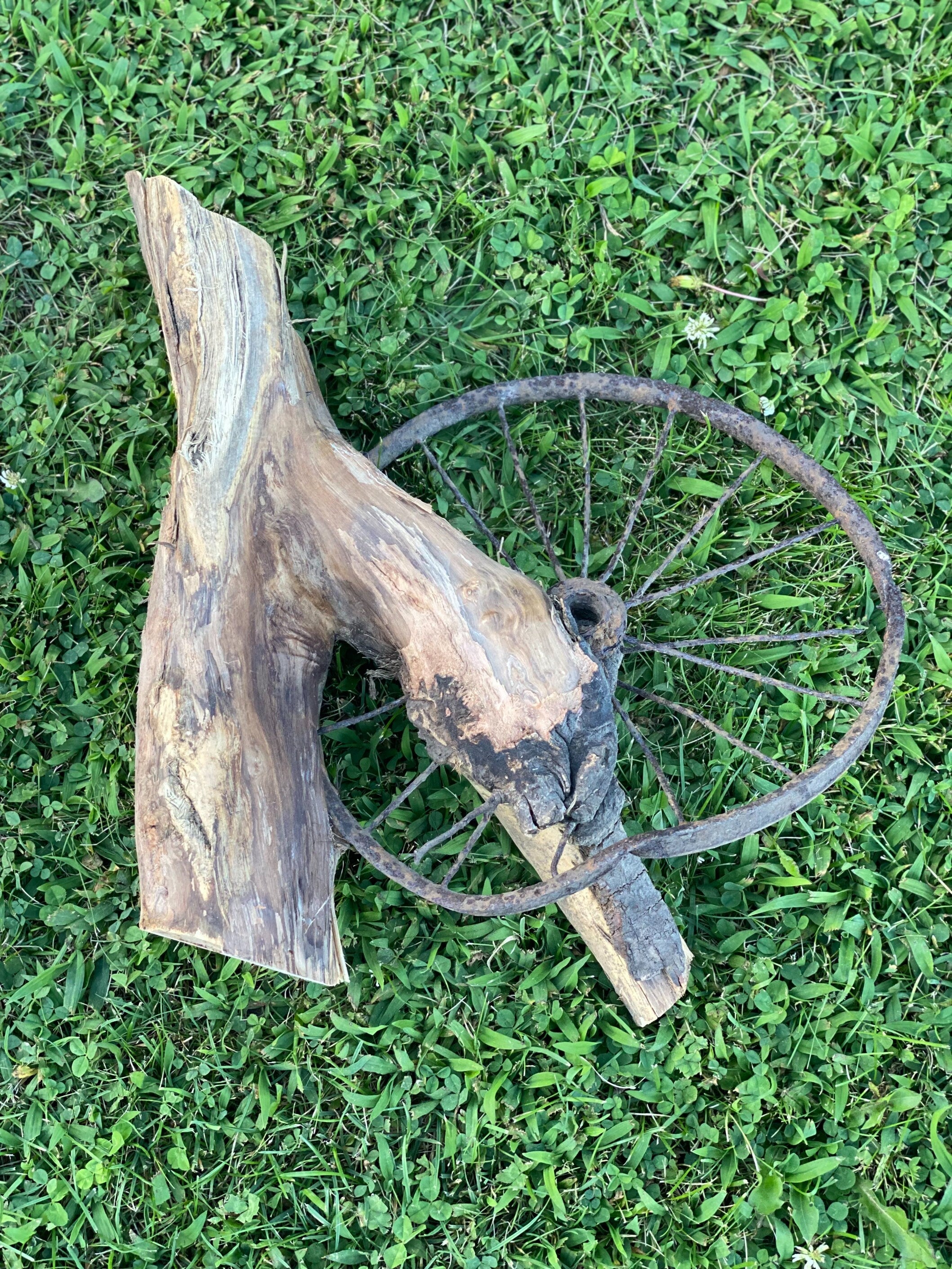 Tree Root with Wheel Grown Into It, ONE OF A KIND, Approximately 19 Inches Long x 15 Inches Wide and 4 Inches Tall