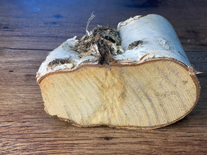 White Birch V-Shaped Log with Birds Nest, Approximately 6.5 Inches Long by 4 Inches Wide, 4 Inches Thick