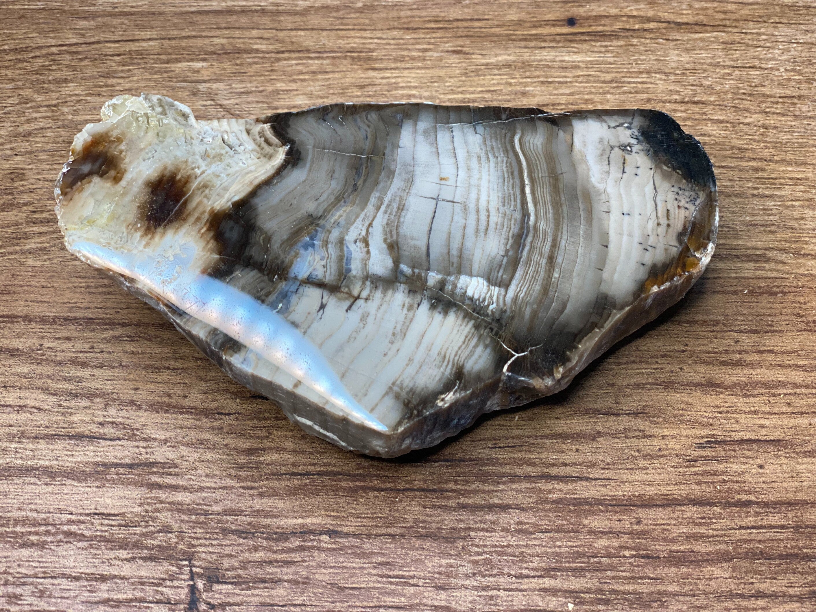 Petrified Wood, Polished and Glossed, Polished Petrified Wood Slab From Wyoming, About 5.5 x 3 x 1.5 Inches