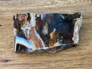 Petrified Wood, Polished and Glossed, Polished Petrified Wood Slab From Nevada, About 4.5 x 2.5 x 1.5 Inches in Size