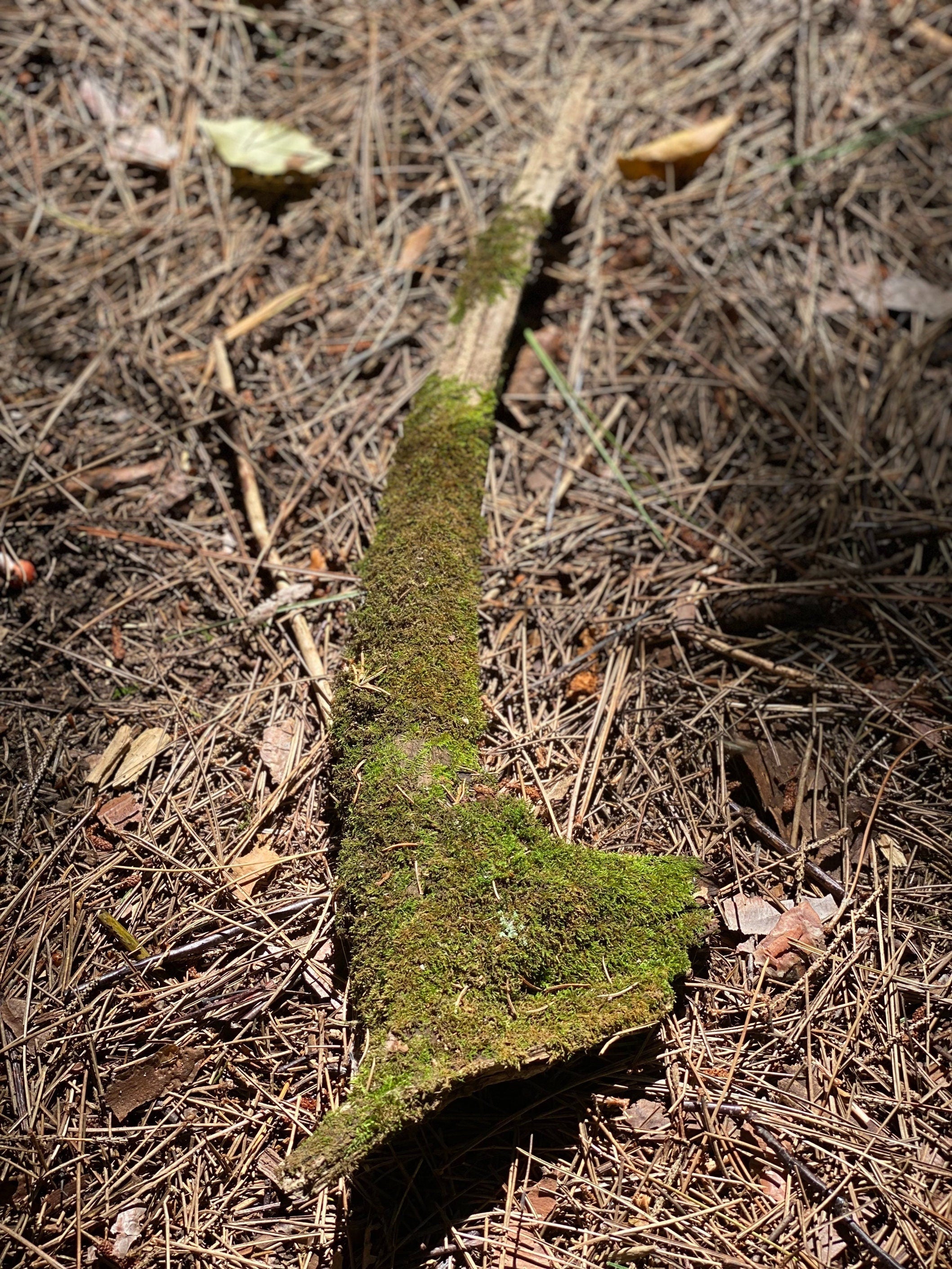 Moss Covered Log, Mossy Log, 18 Inches Long by 5 Inches Wide and 2.5 Inches High