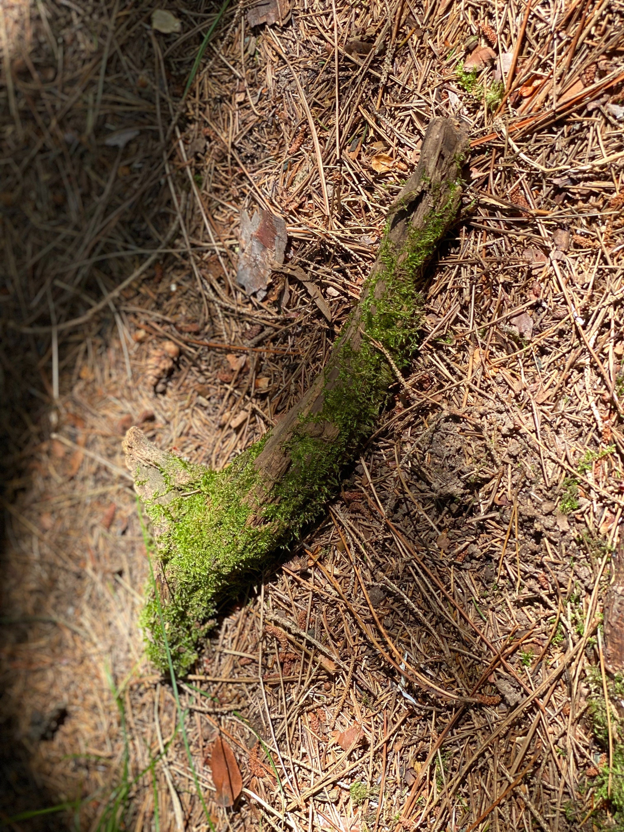 Moss Covered Log, Mossy Log, 13 Inches Long by 4 Inches Wide and 2 Inches High