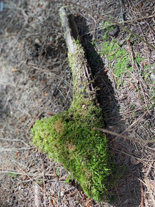 Moss Covered Log, Mossy Log, 14 Inches Long by 6 Inches Wide and 2 Inches High